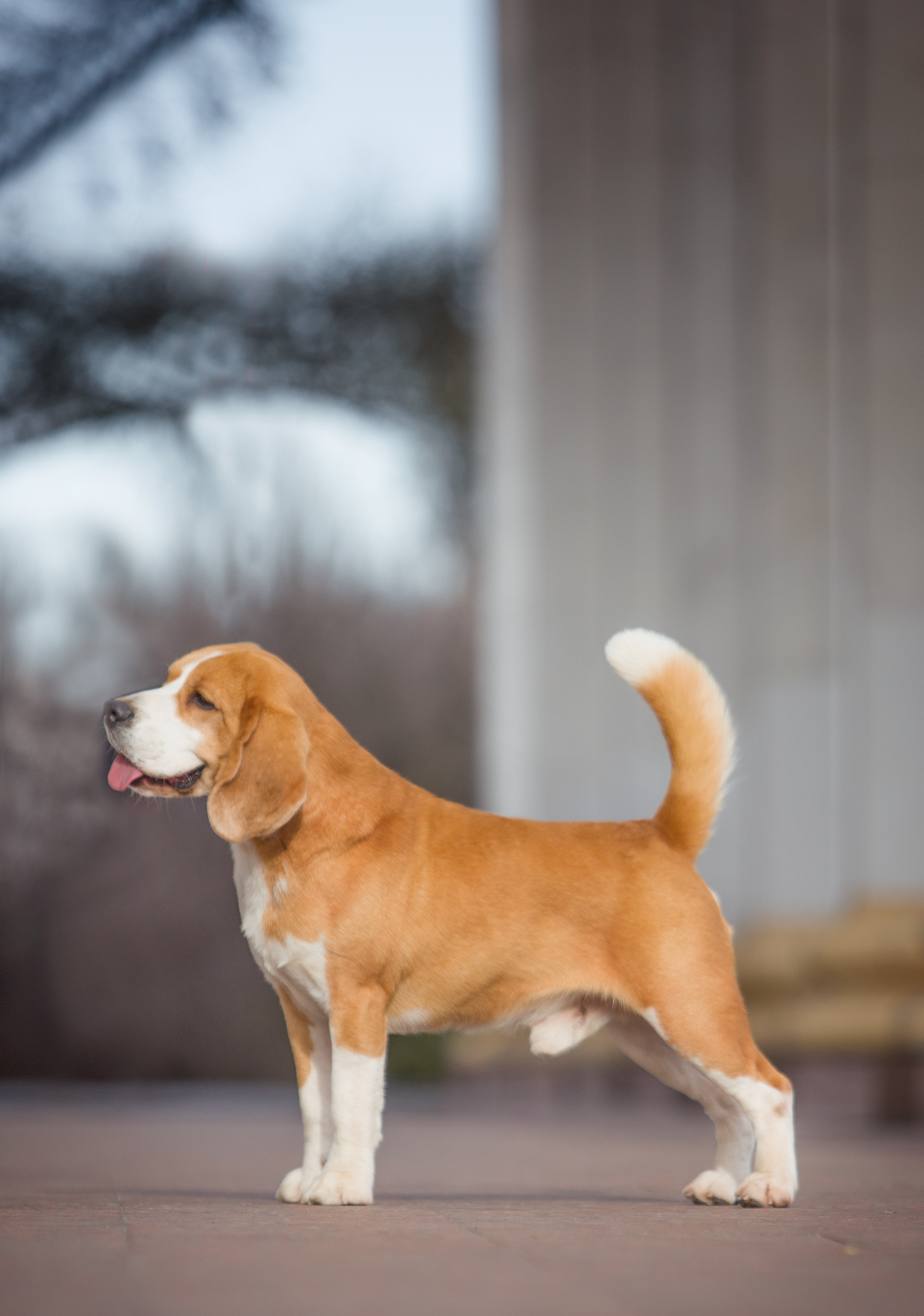 Pocket. Питомник биглей Selesta’s Dreams