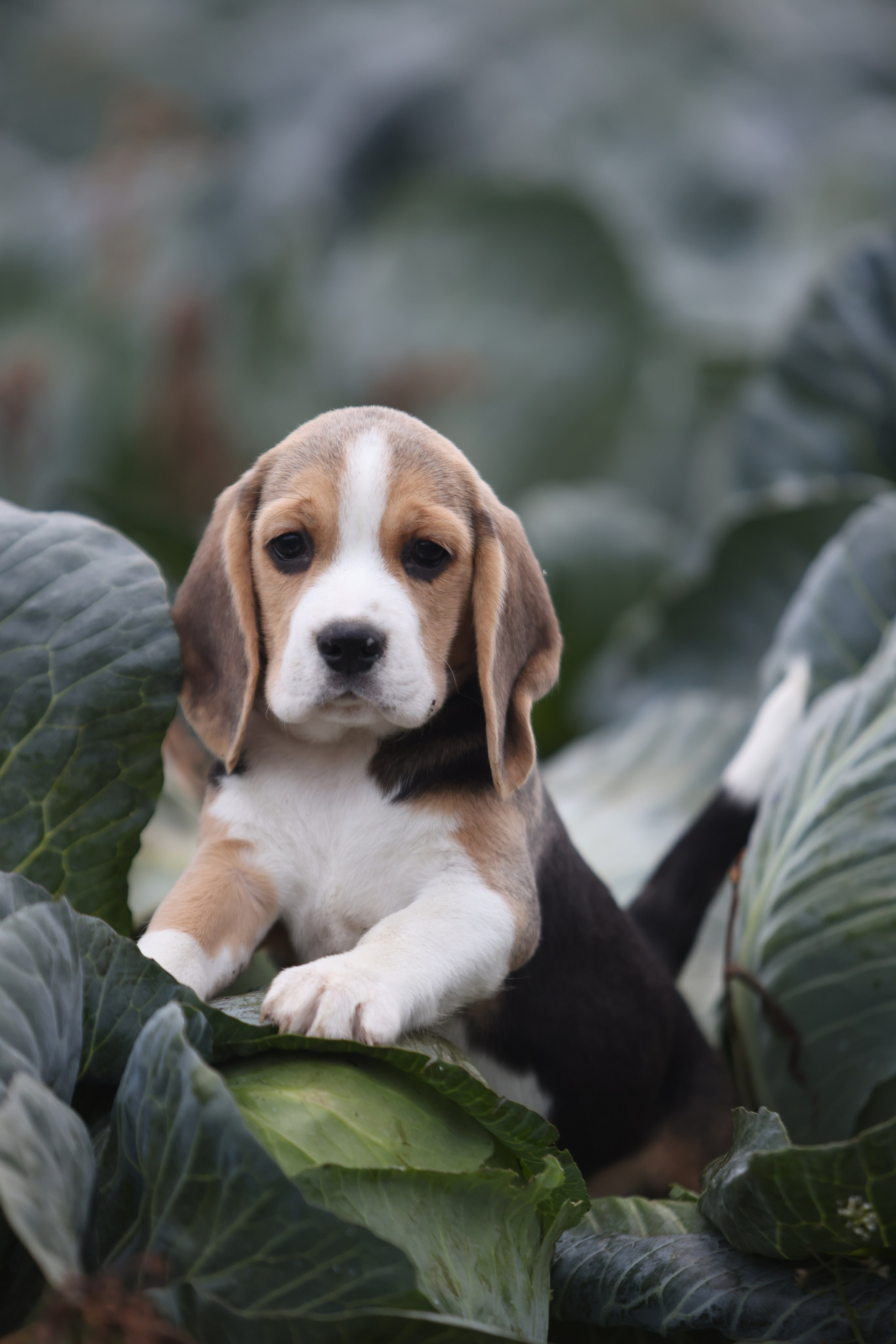 Приплод U. Розплідник біглей в Україні