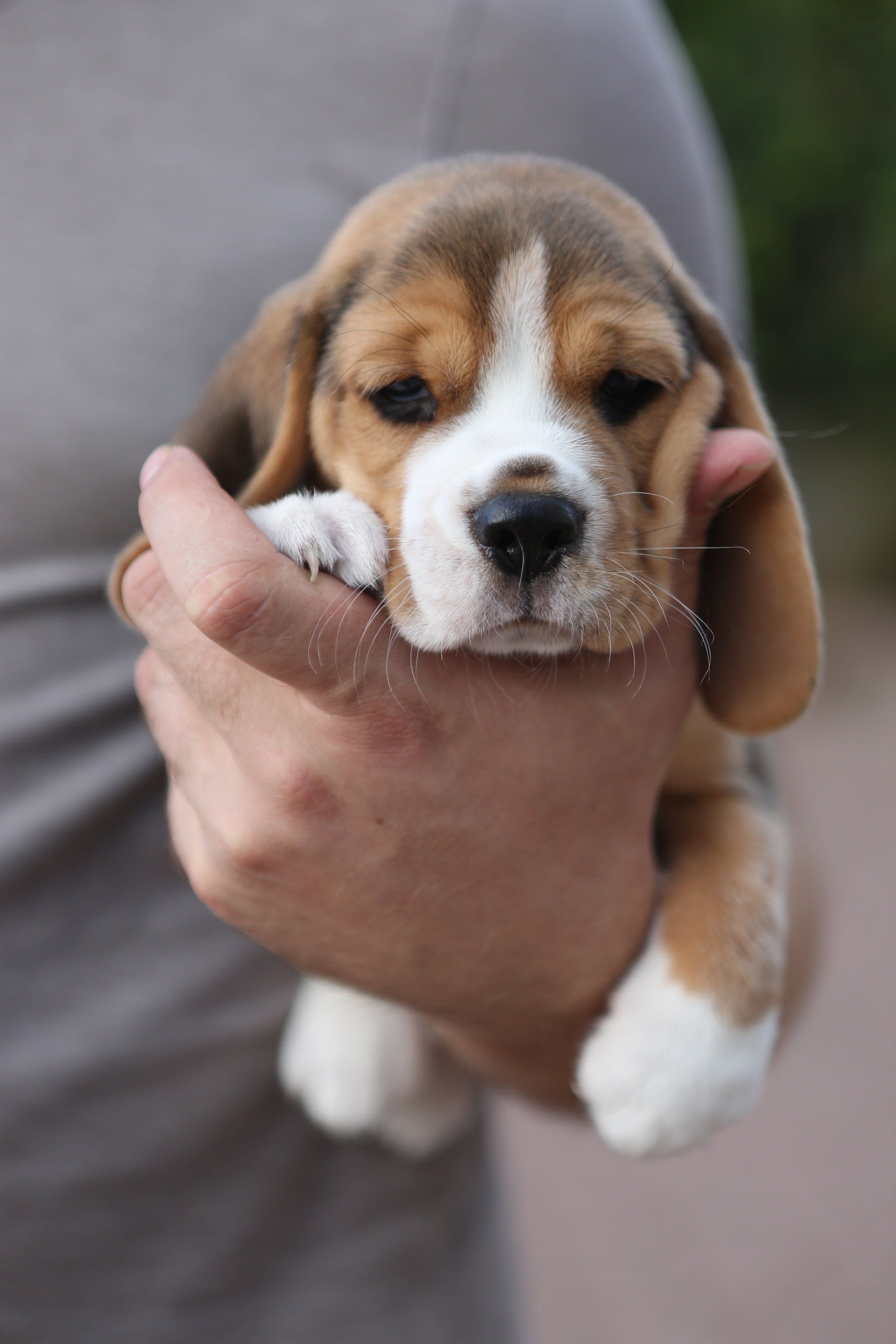 Жан. Розплідник біглей в Україні