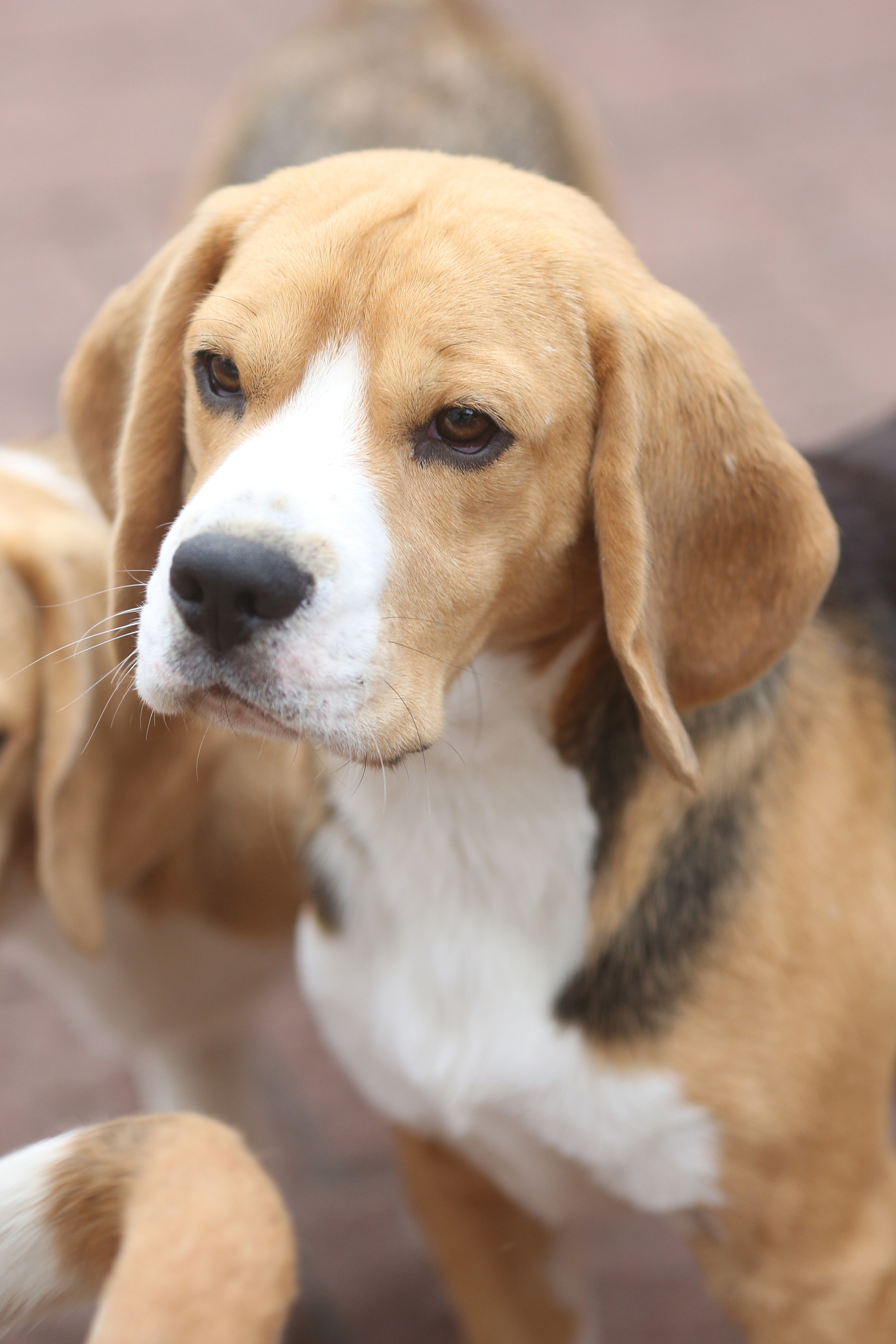 Krepish. Питомник биглей Selesta’s Dreams