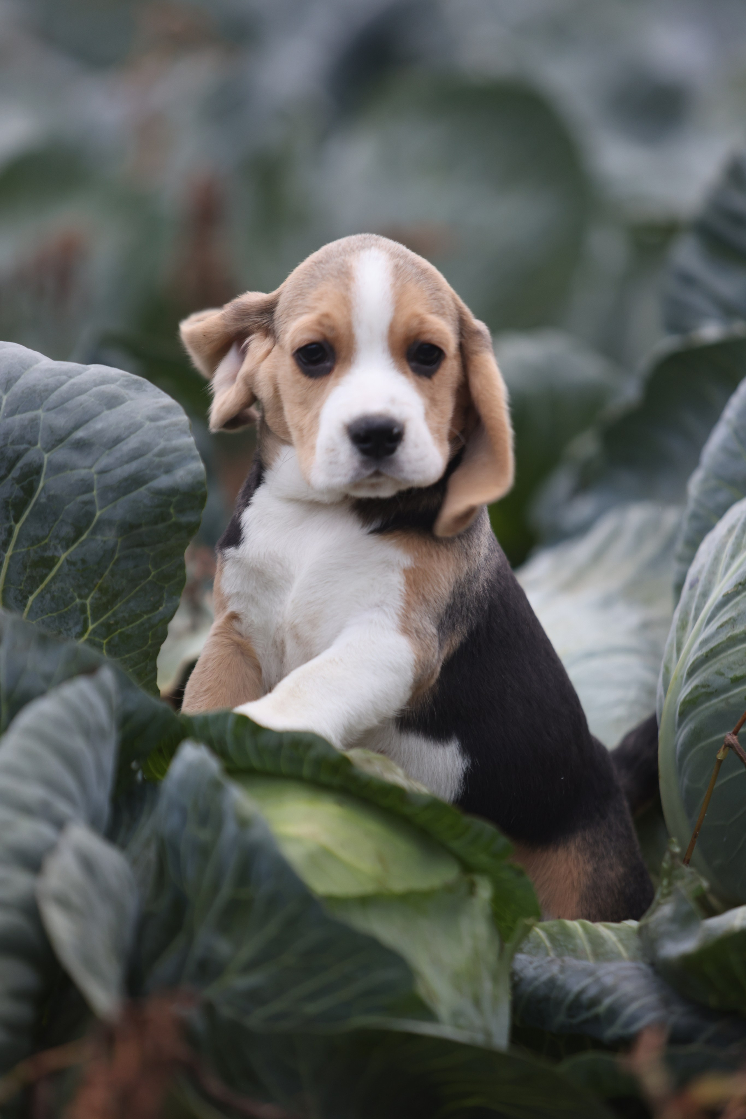 Приплод U. Розплідник біглей в Україні