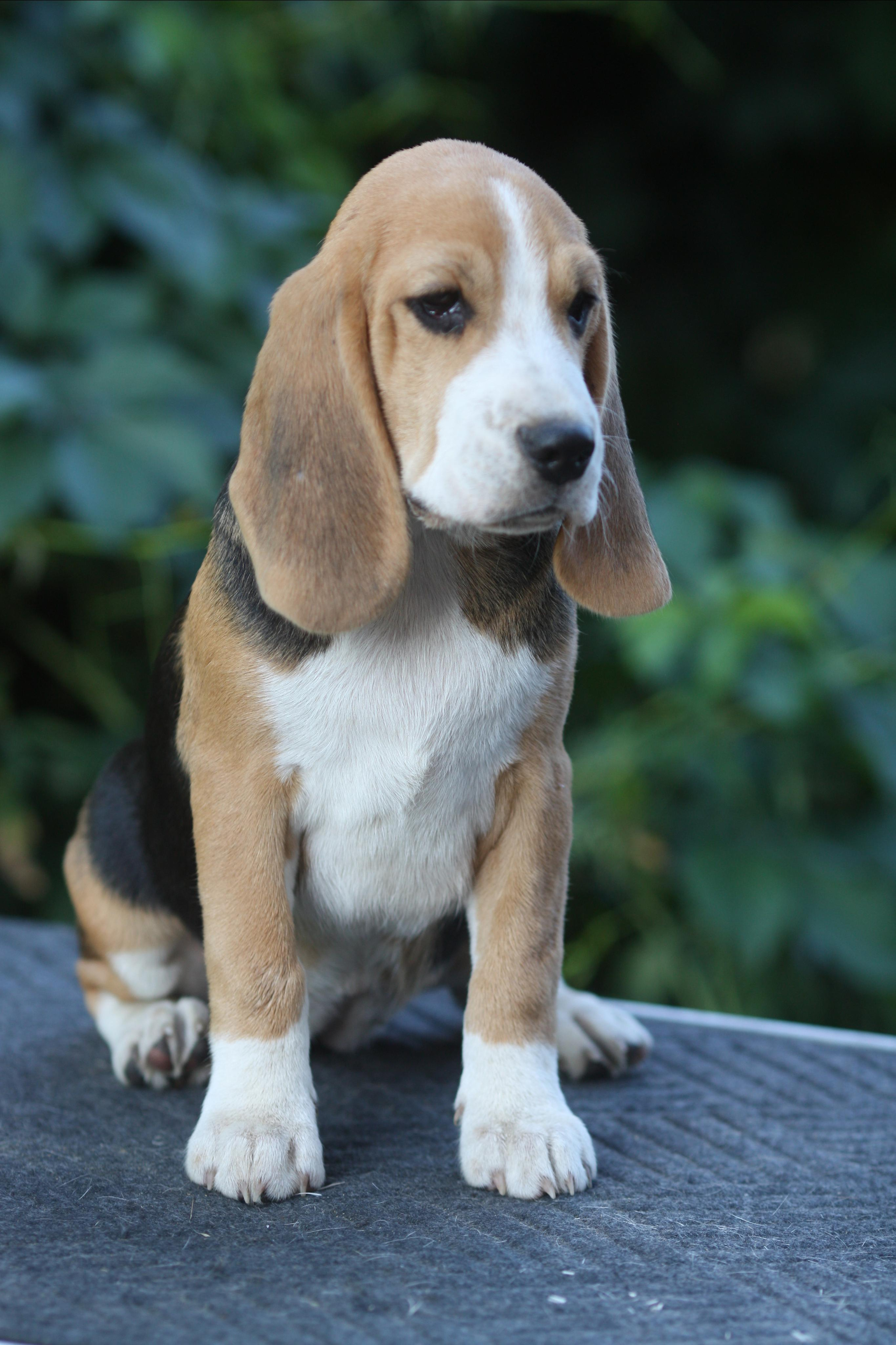 Леста и Єрик. Питомник биглей Selesta’s Dreams