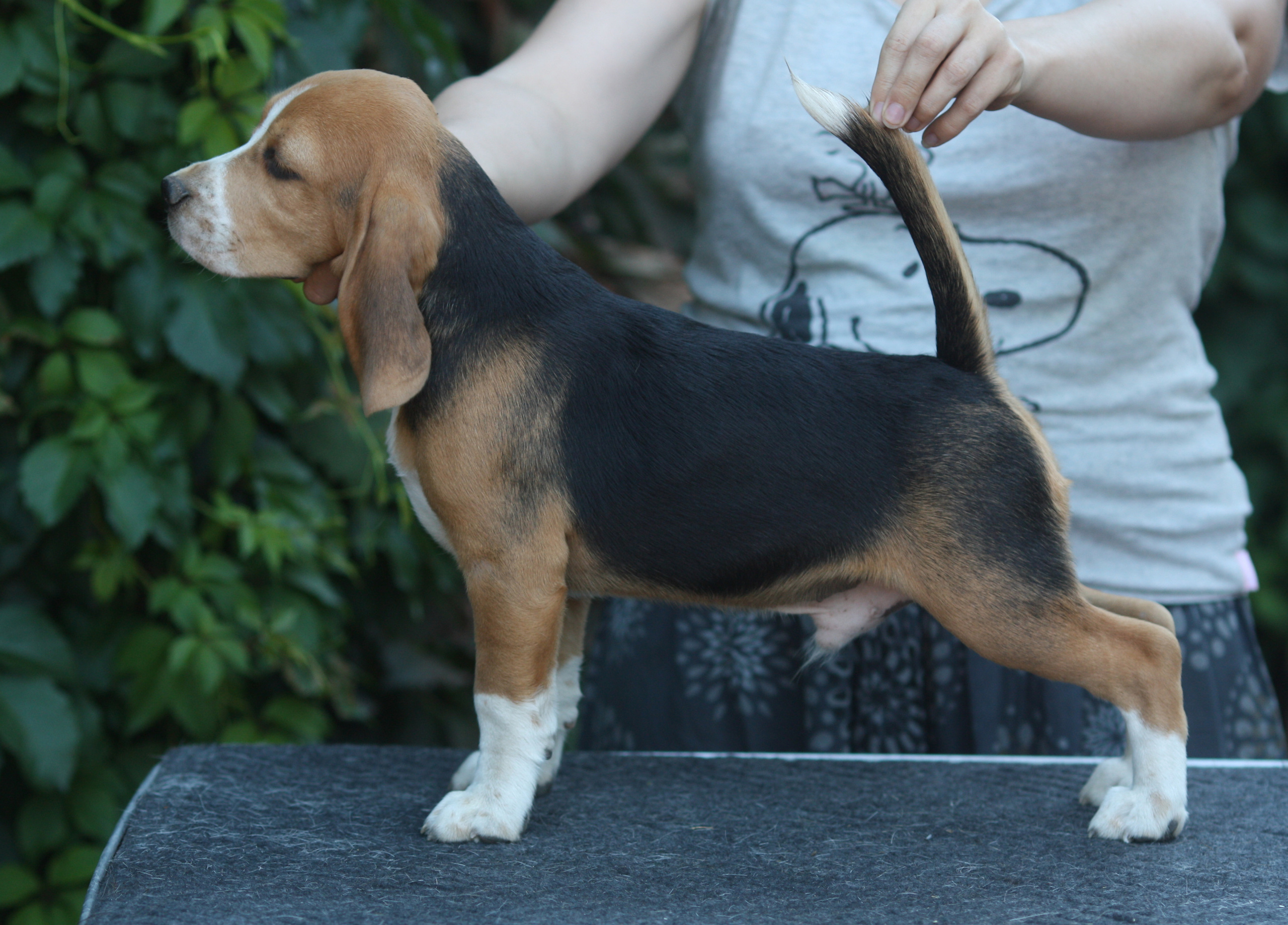 Латте и Принц. Питомник биглей Selesta’s Dreams