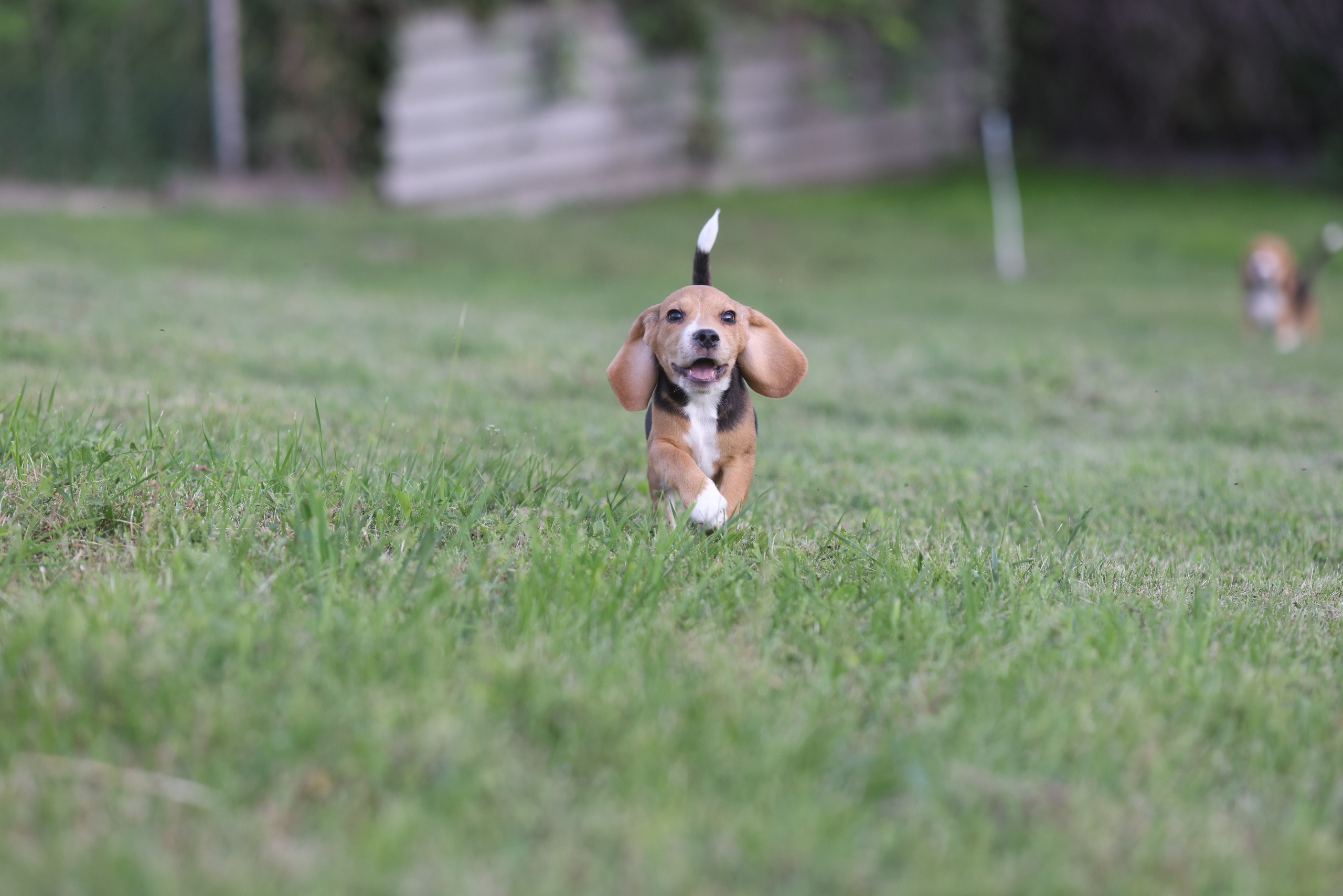 Litter T. Розплідник біглей в Україні