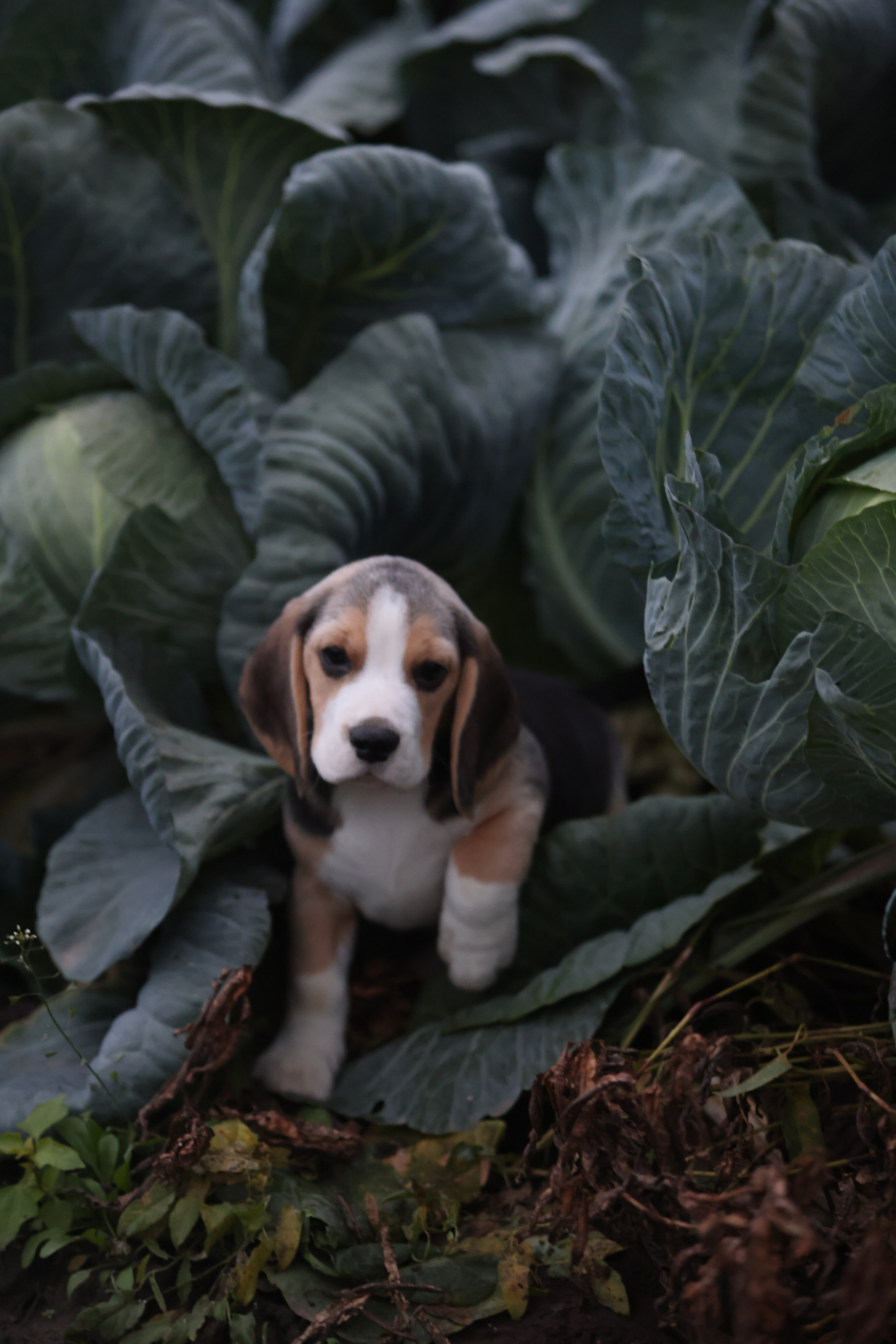 Приплод U. Розплідник біглей в Україні