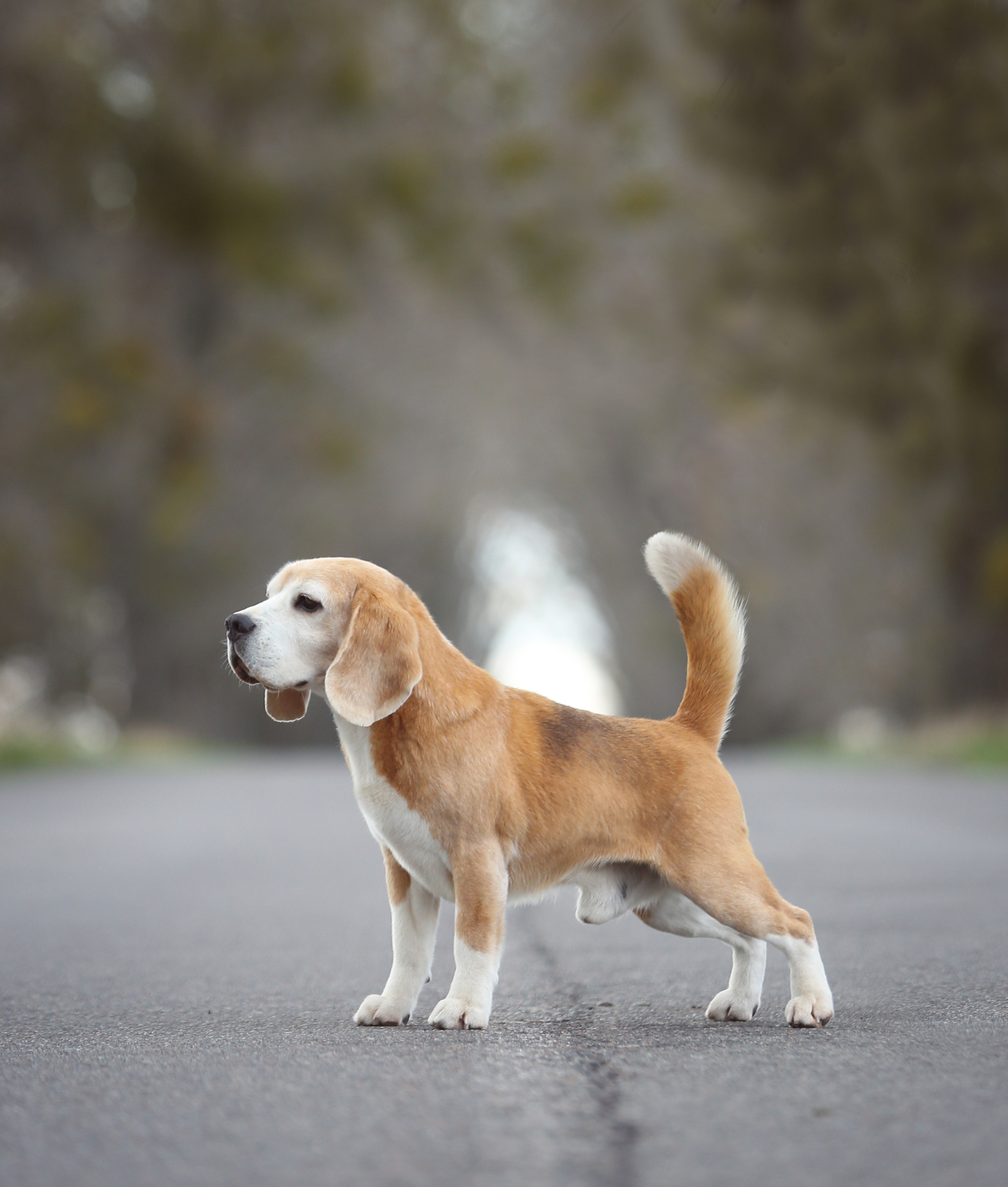 Pocket. Питомник биглей Selesta’s Dreams