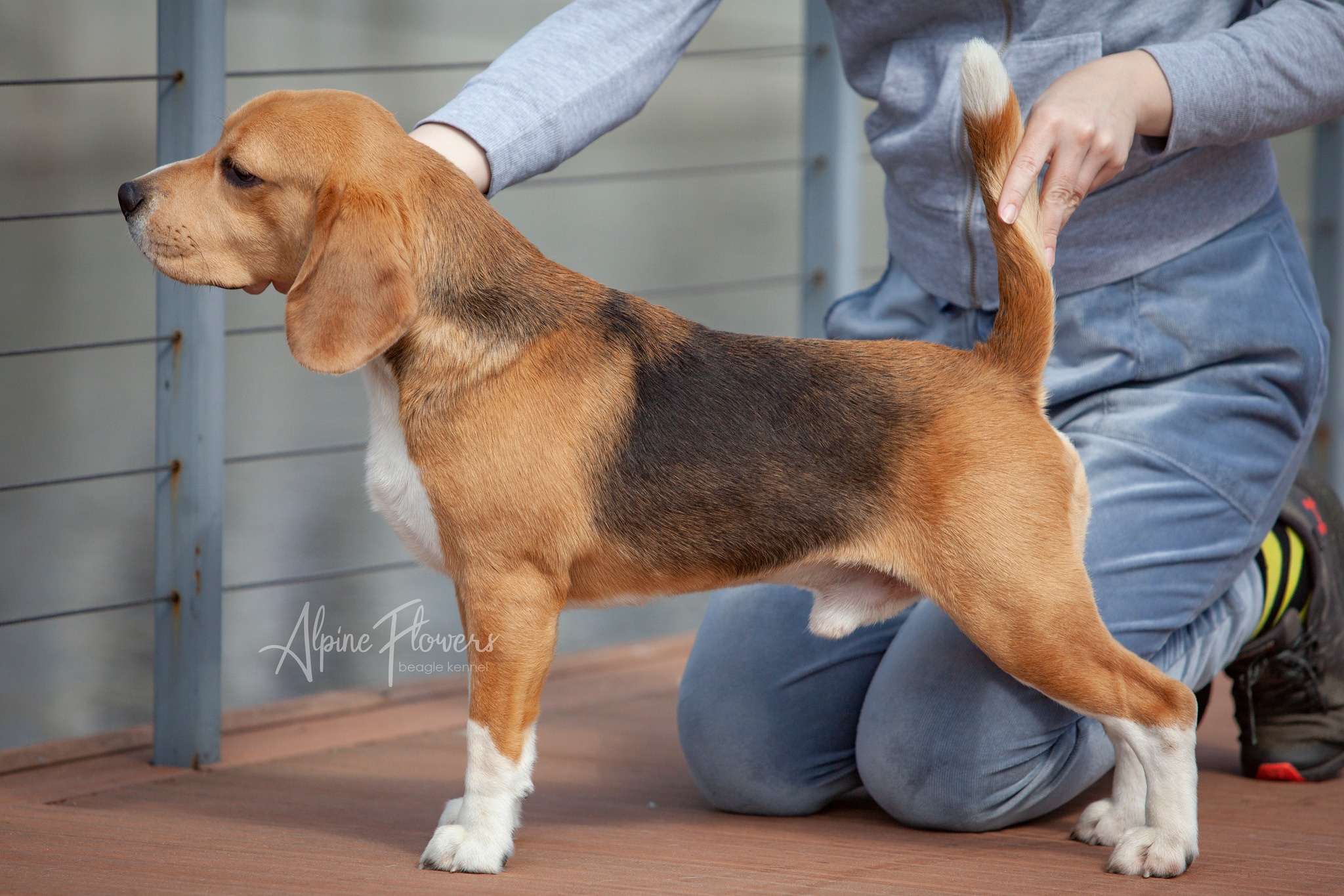 Ерик. Розплідник біглей в Україні