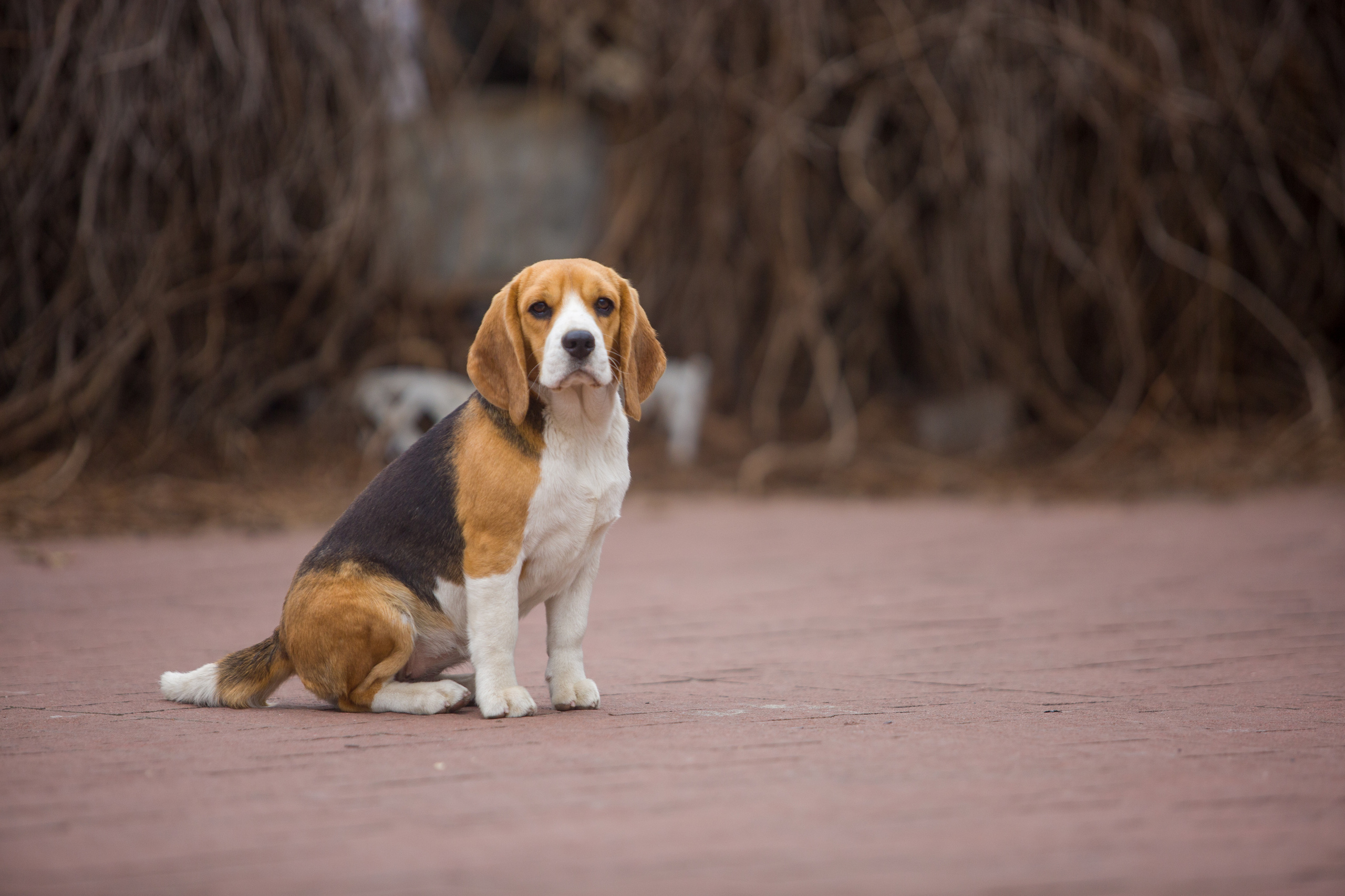 Wella. Питомник биглей Selesta’s Dreams