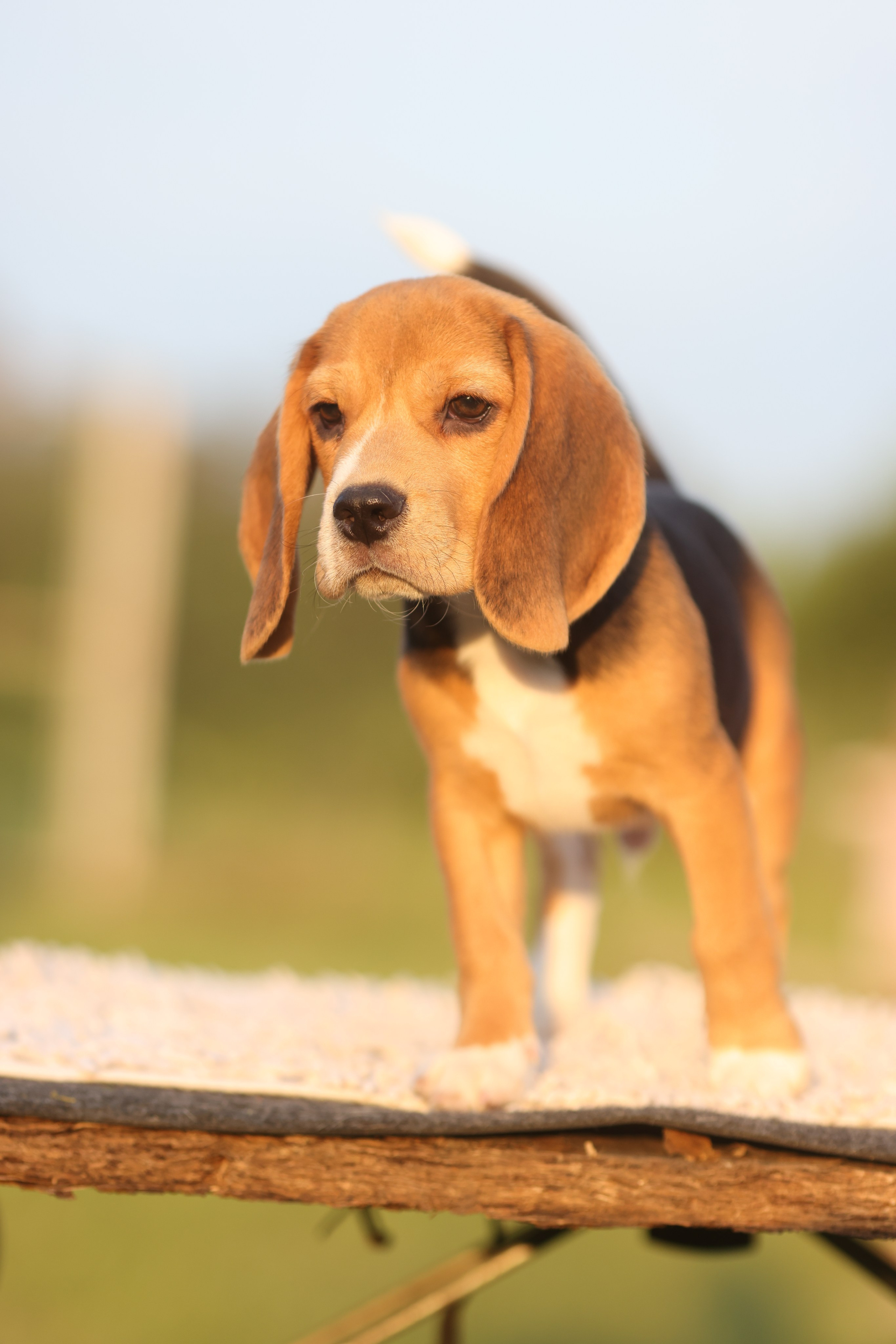 Litter T. Розплідник біглей в Україні