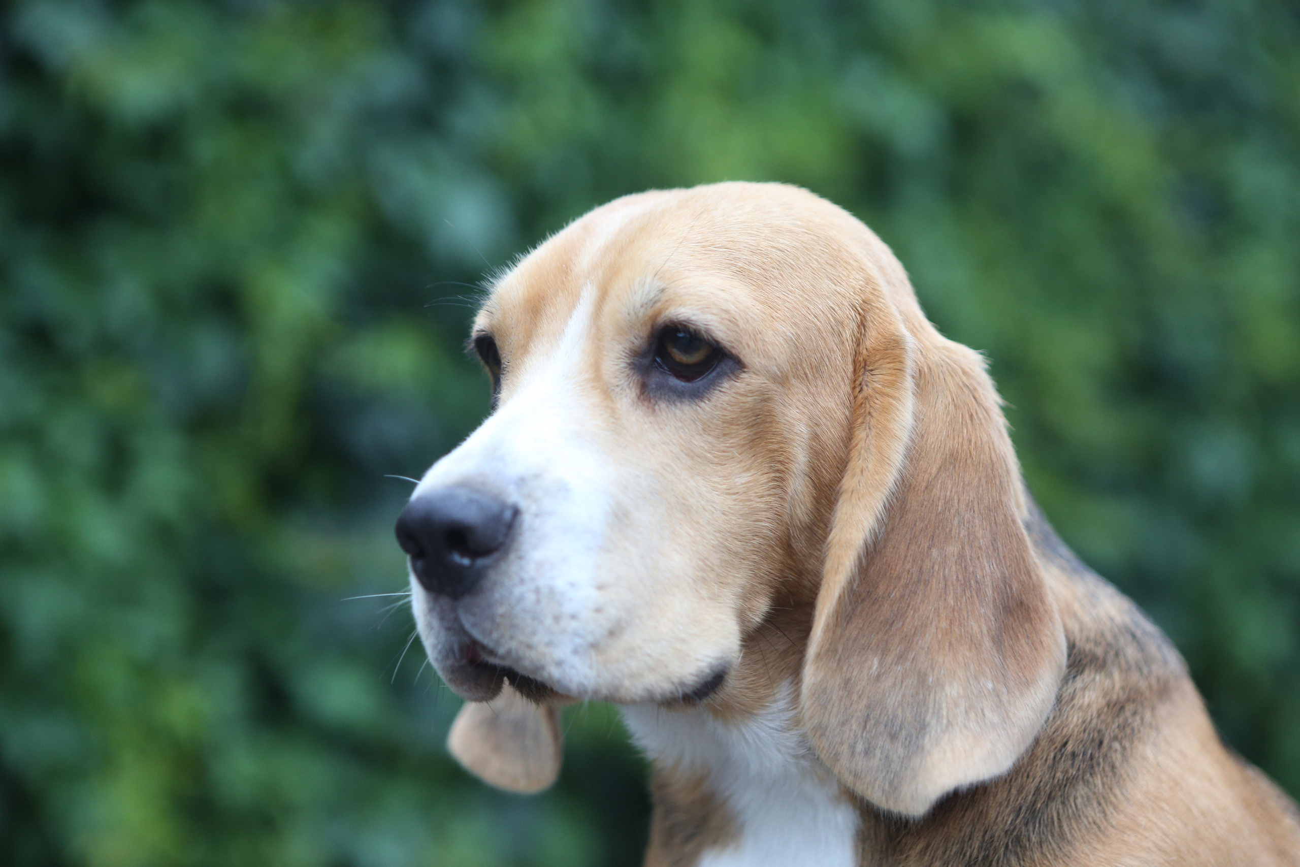 SD Incredible me. Розплідник біглей в Україні