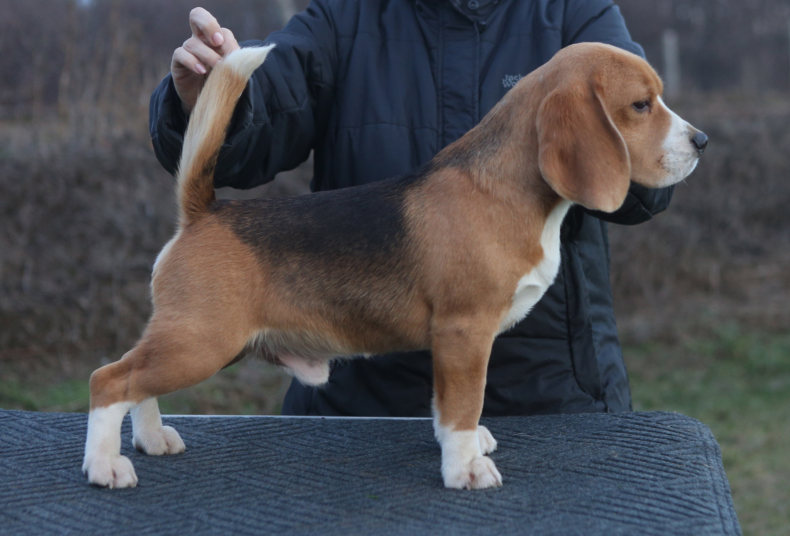 Prince. Питомник биглей Selesta’s Dreams