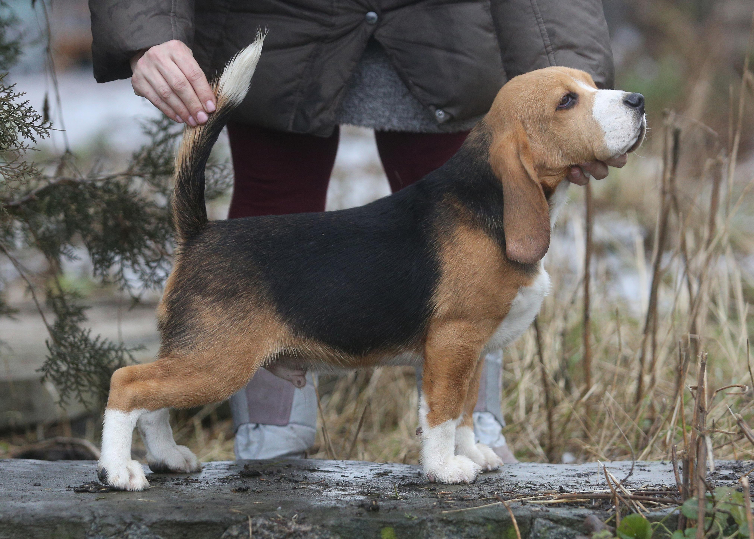 Krepish. Питомник биглей Selesta’s Dreams