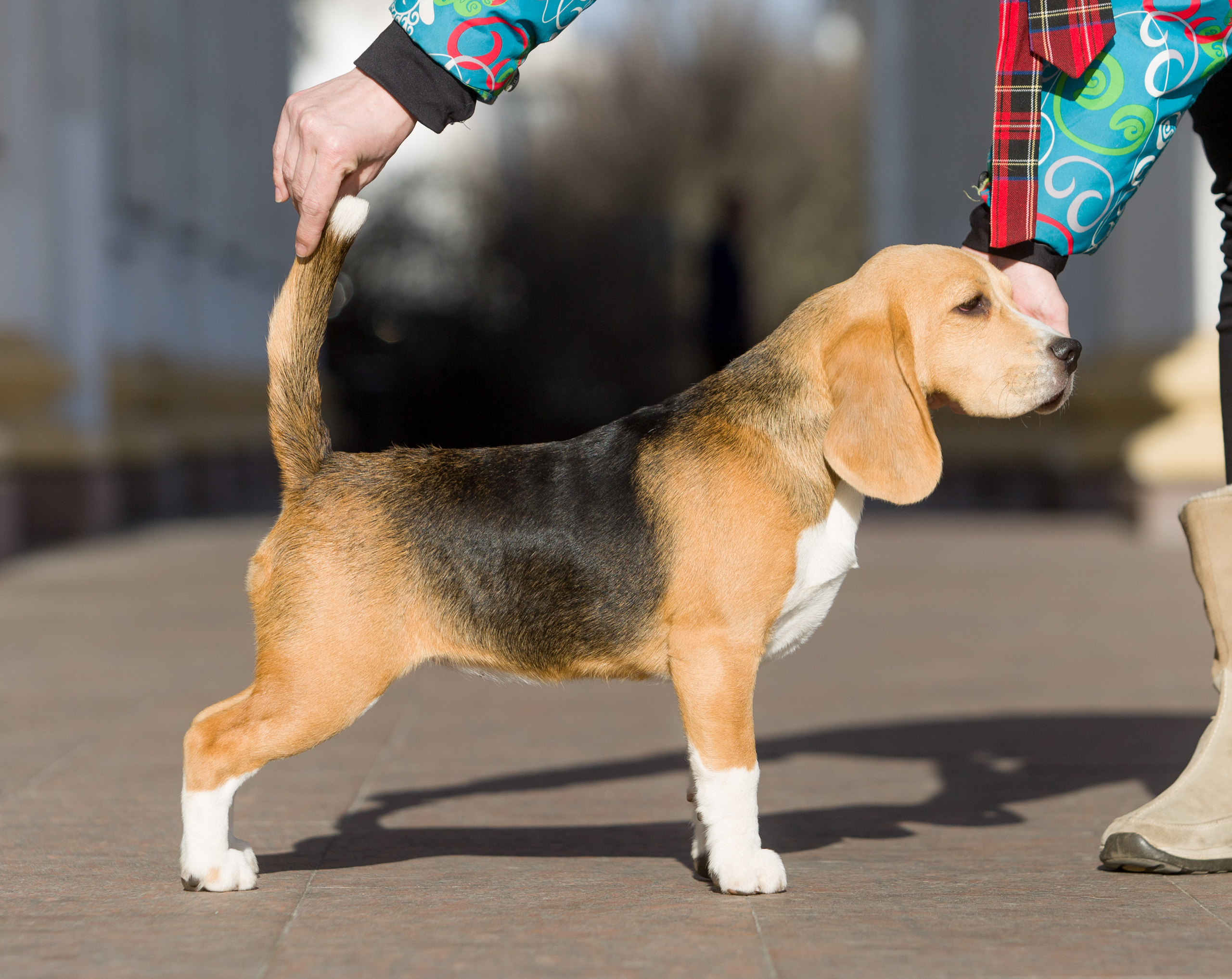 Інфінінті. Розплідник біглей в Україні