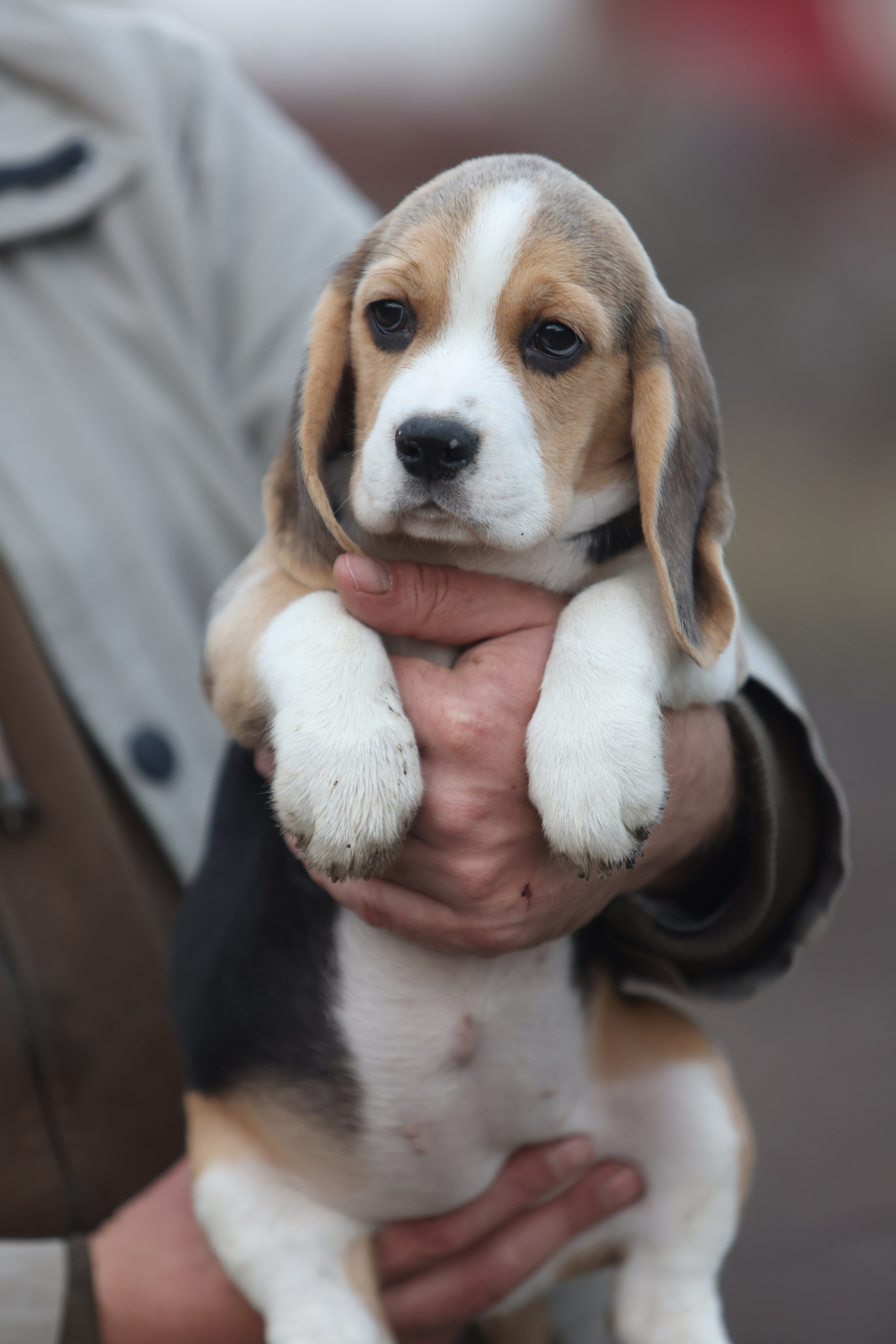 Приплод U. Розплідник біглей в Україні