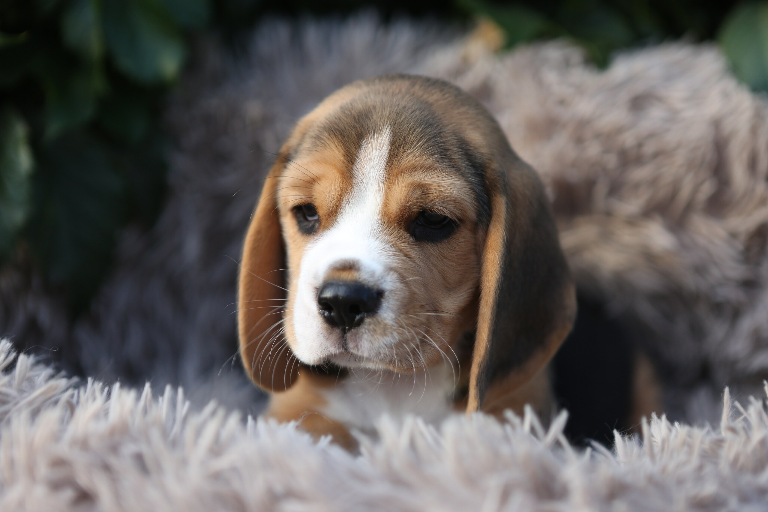 Жан. Розплідник біглей в Україні