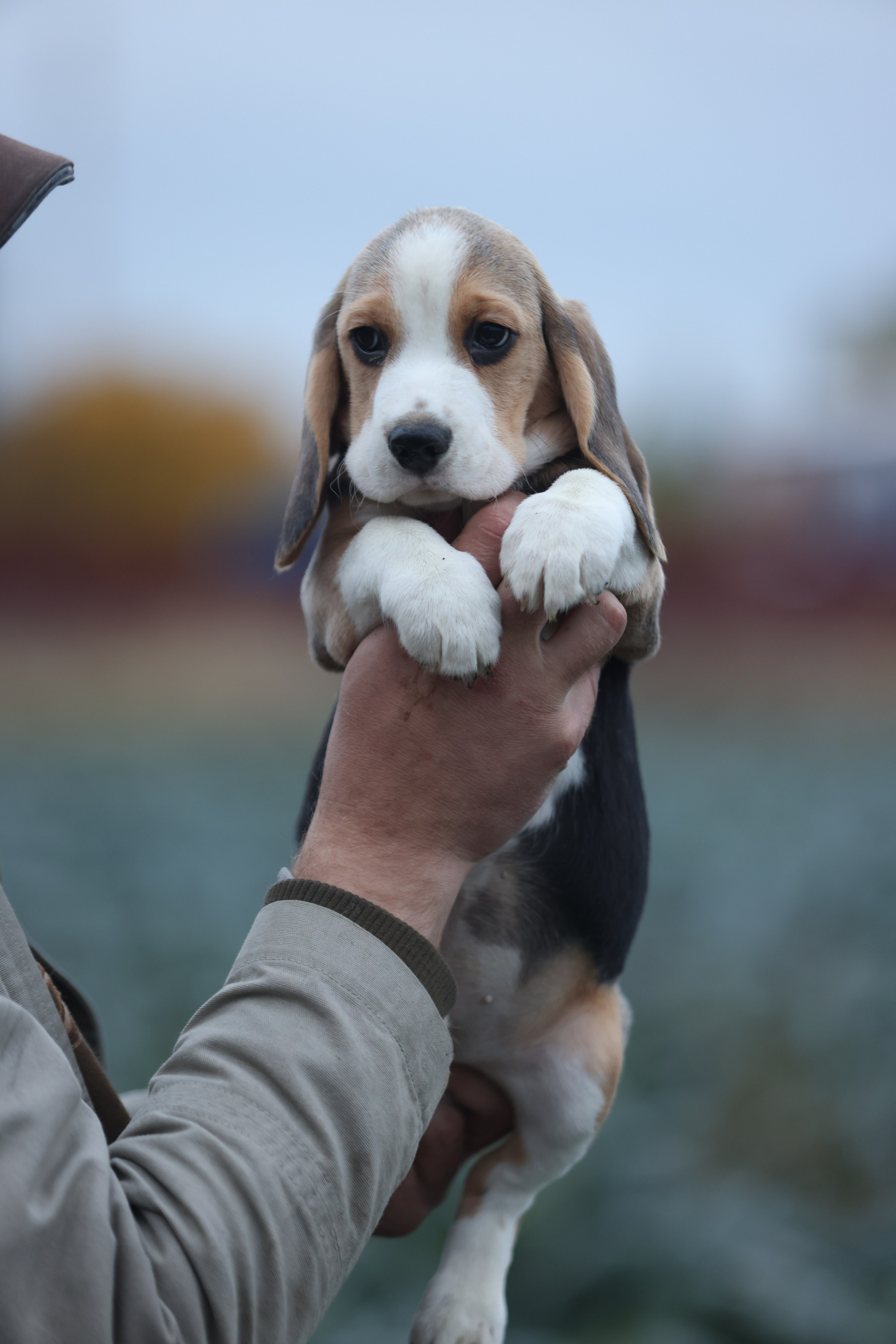 Приплод U. Розплідник біглей в Україні