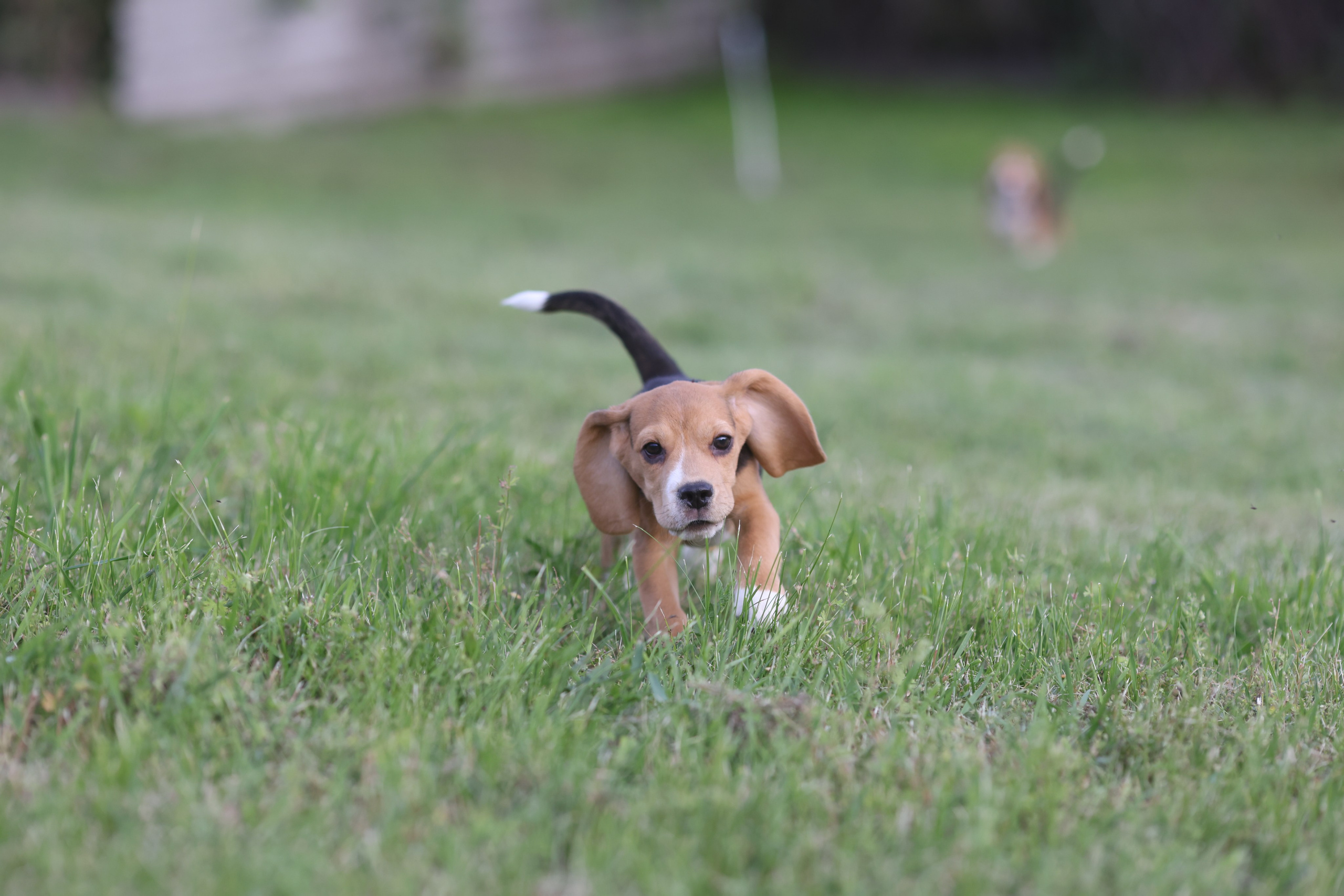 Litter T. Розплідник біглей в Україні