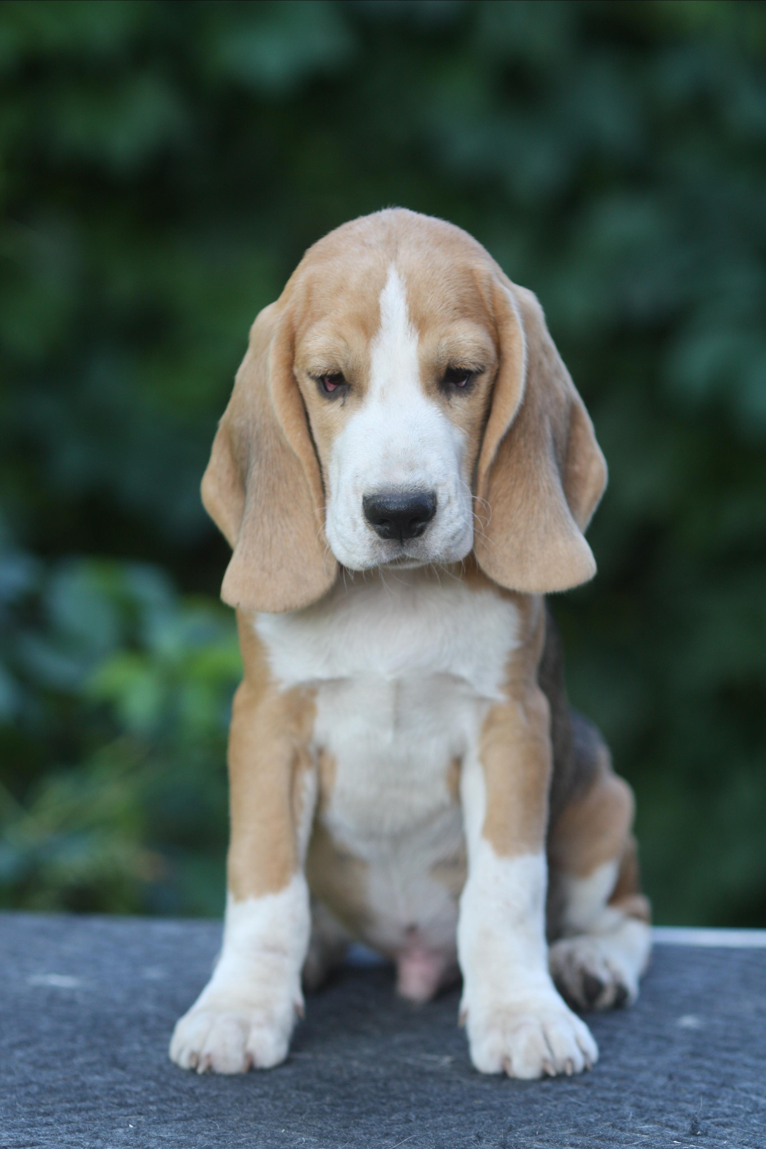 Леста и Єрик. Питомник биглей Selesta’s Dreams