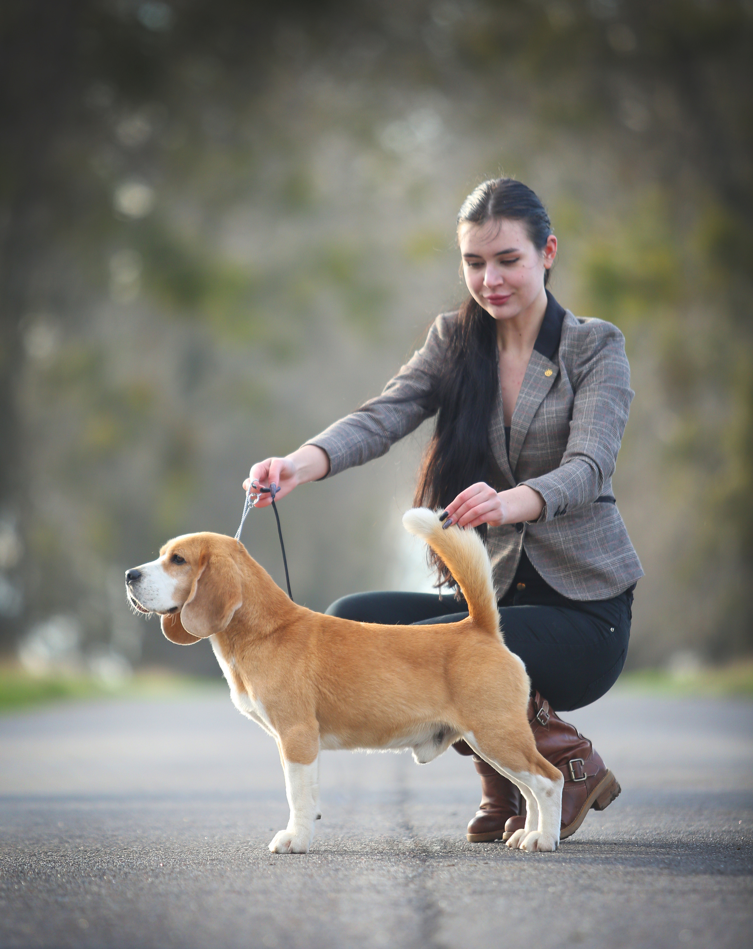 Leo. Питомник биглей Selesta’s Dreams