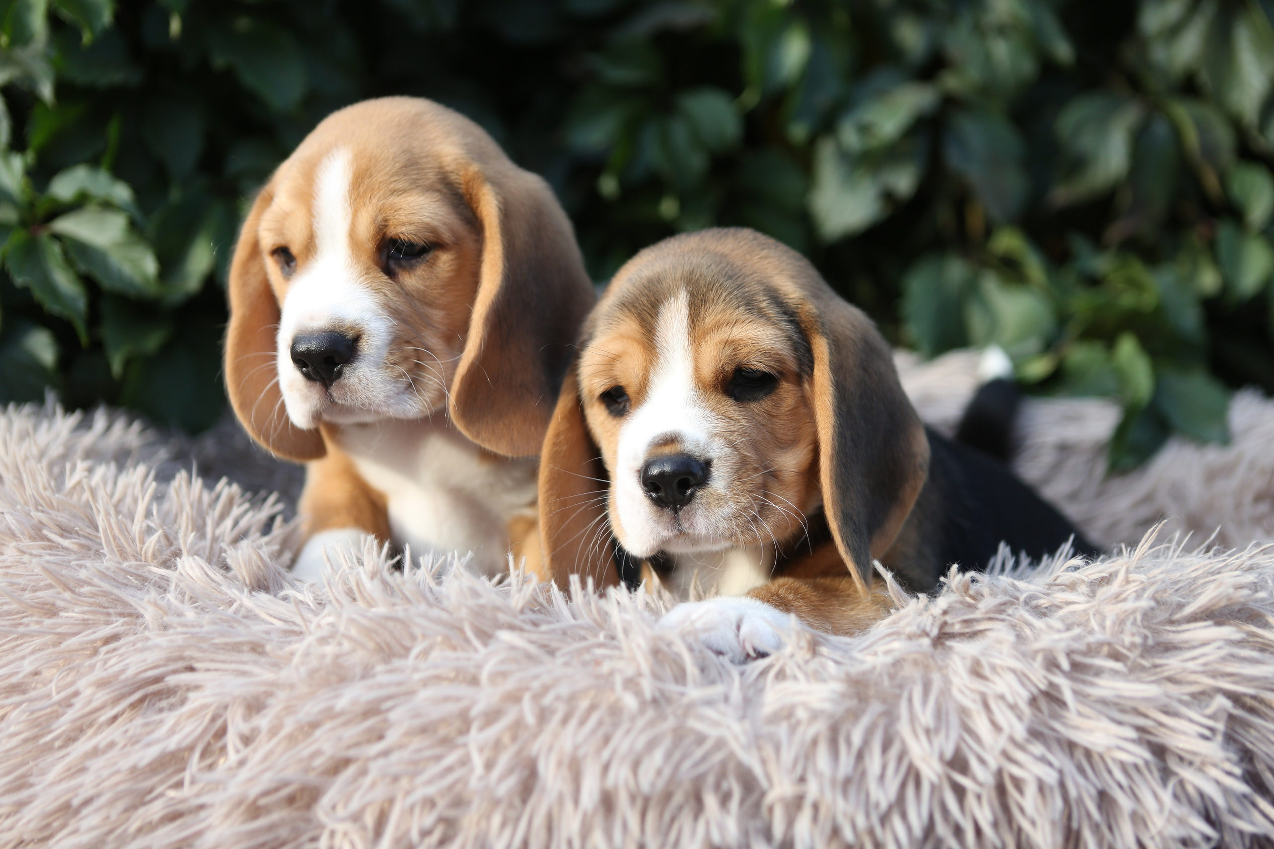 Жан. Розплідник біглей в Україні