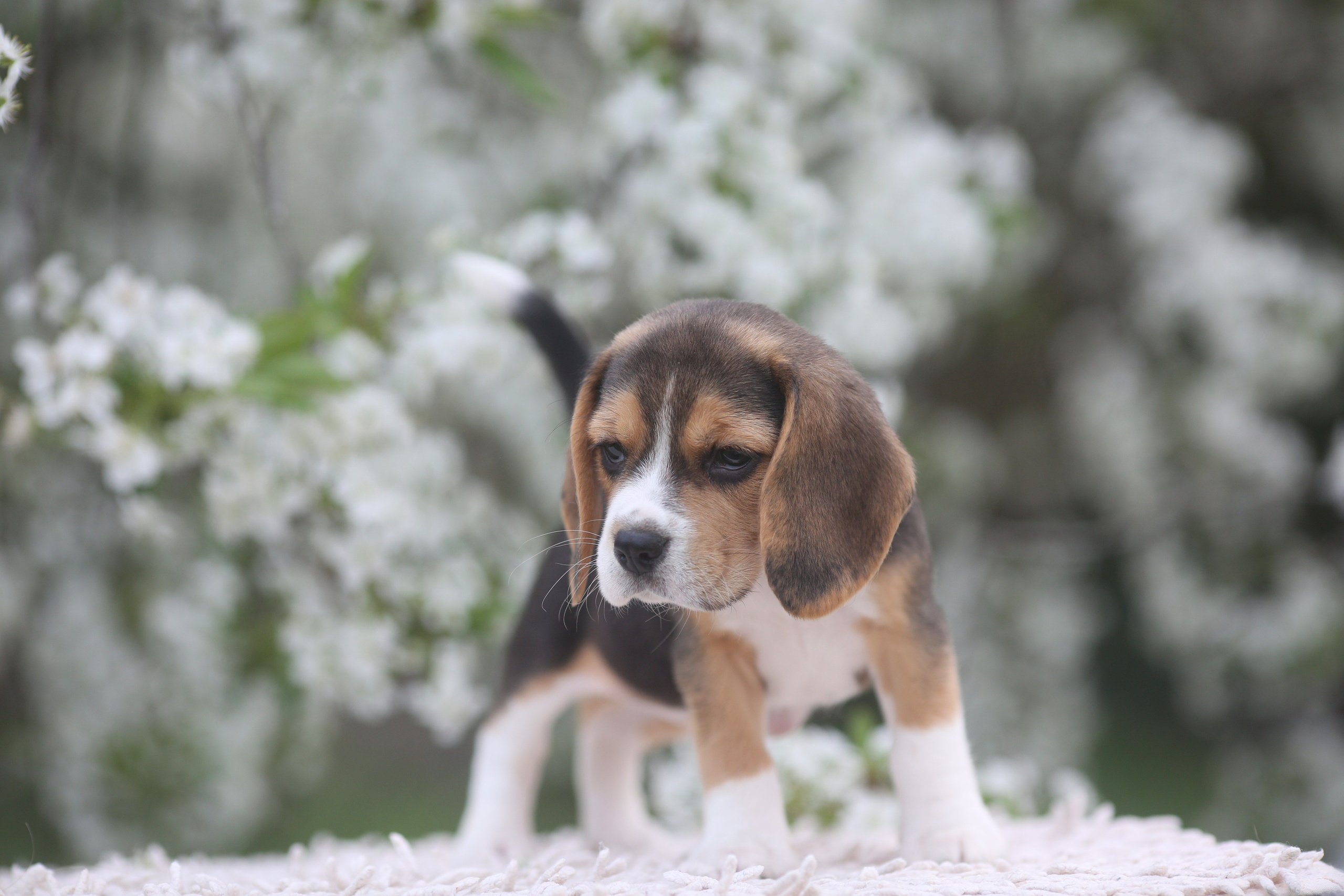 Litter T. Розплідник біглей в Україні