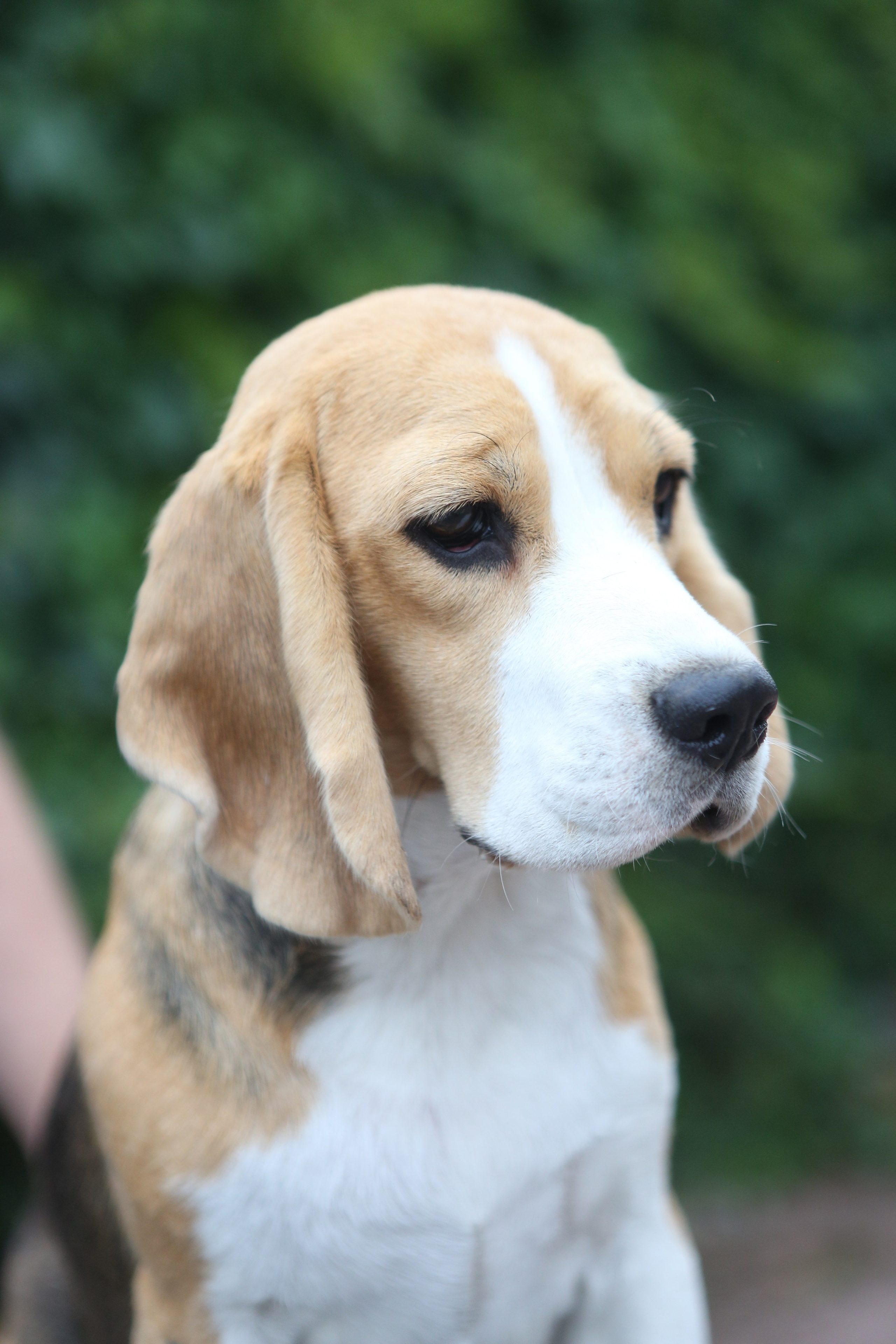 Мирабель. Питомник биглей Selesta’s Dreams