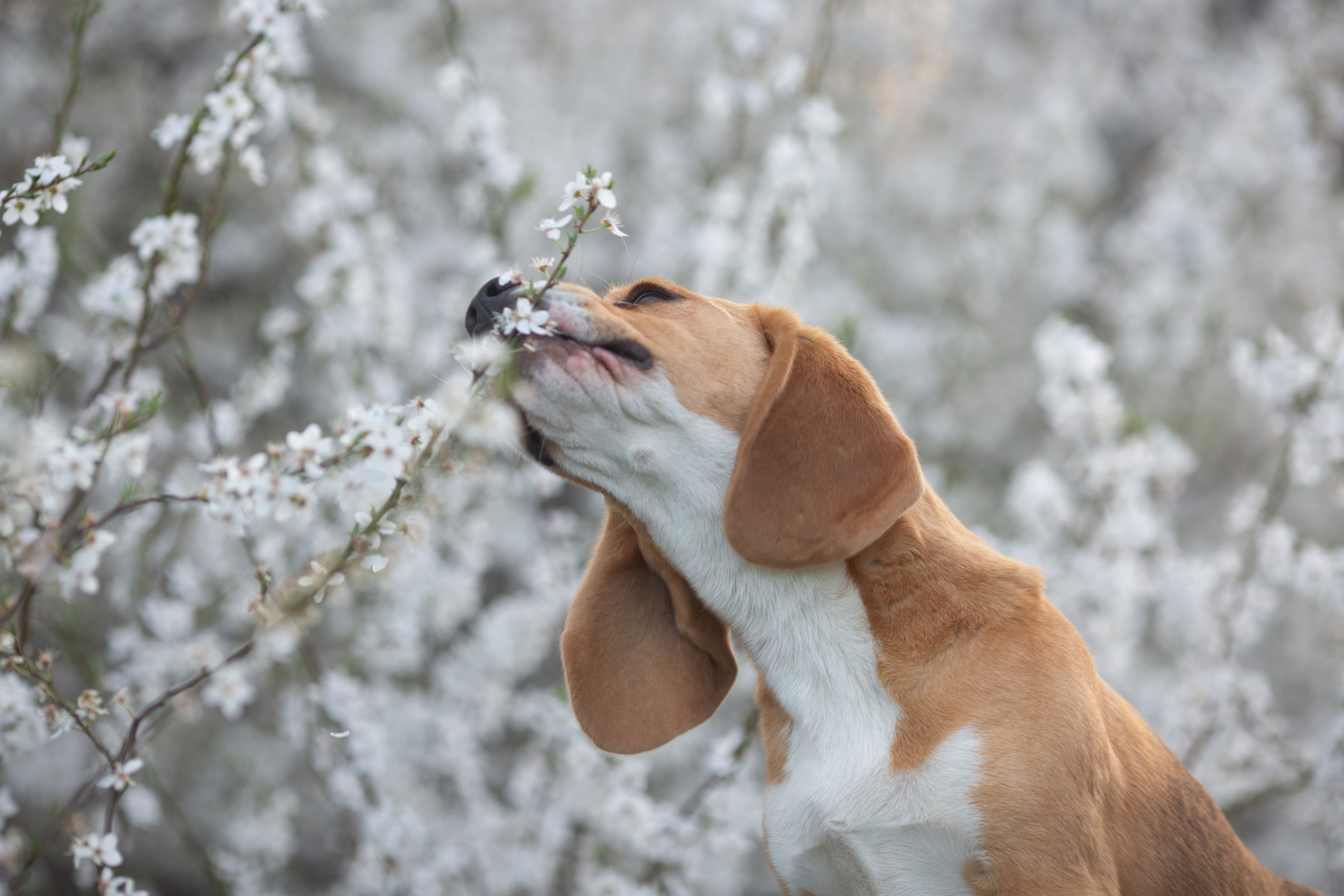 Кофе. Питомник биглей Selesta’s Dreams