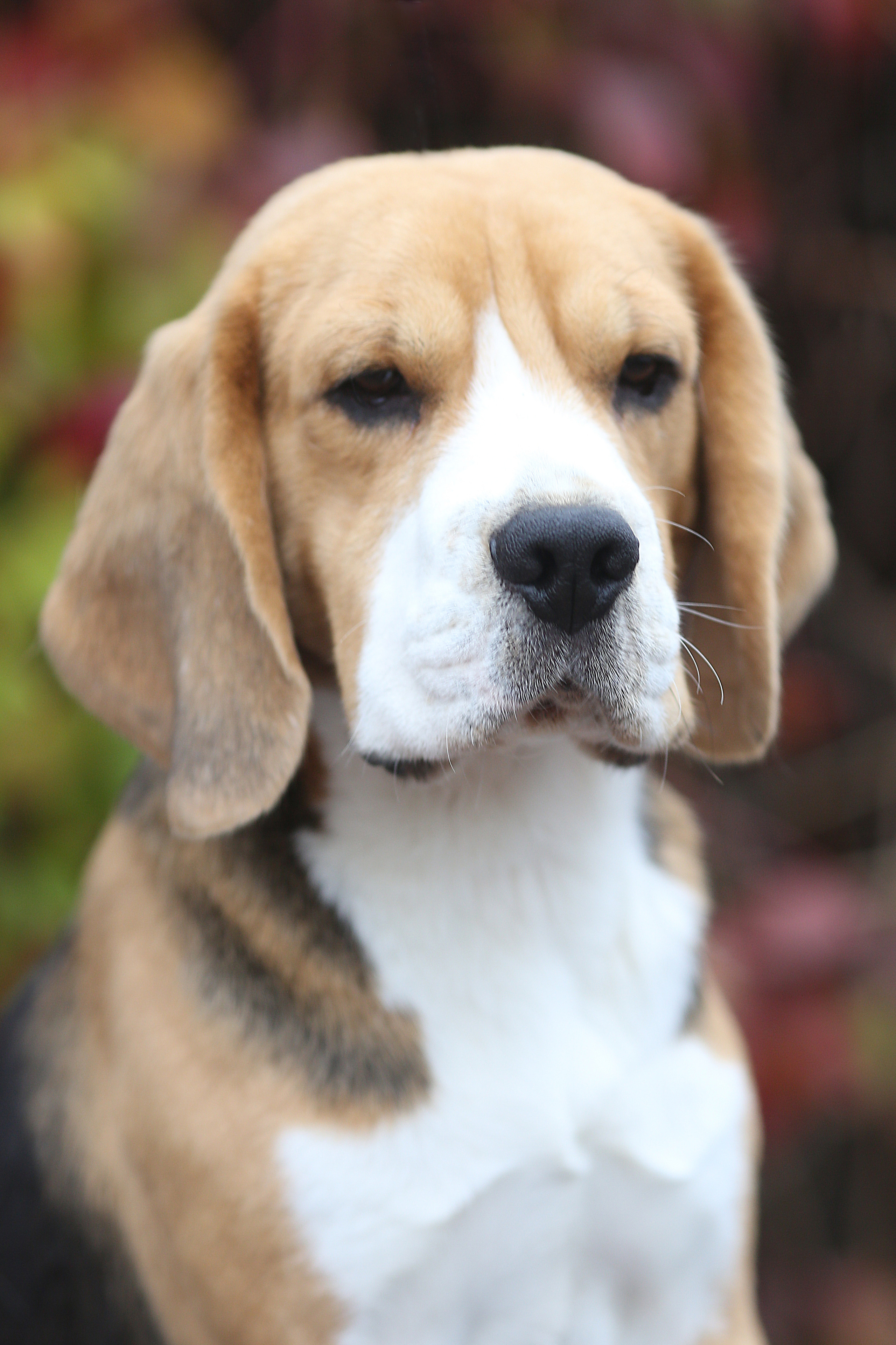 Ксандер. Розплідник біглей в Україні