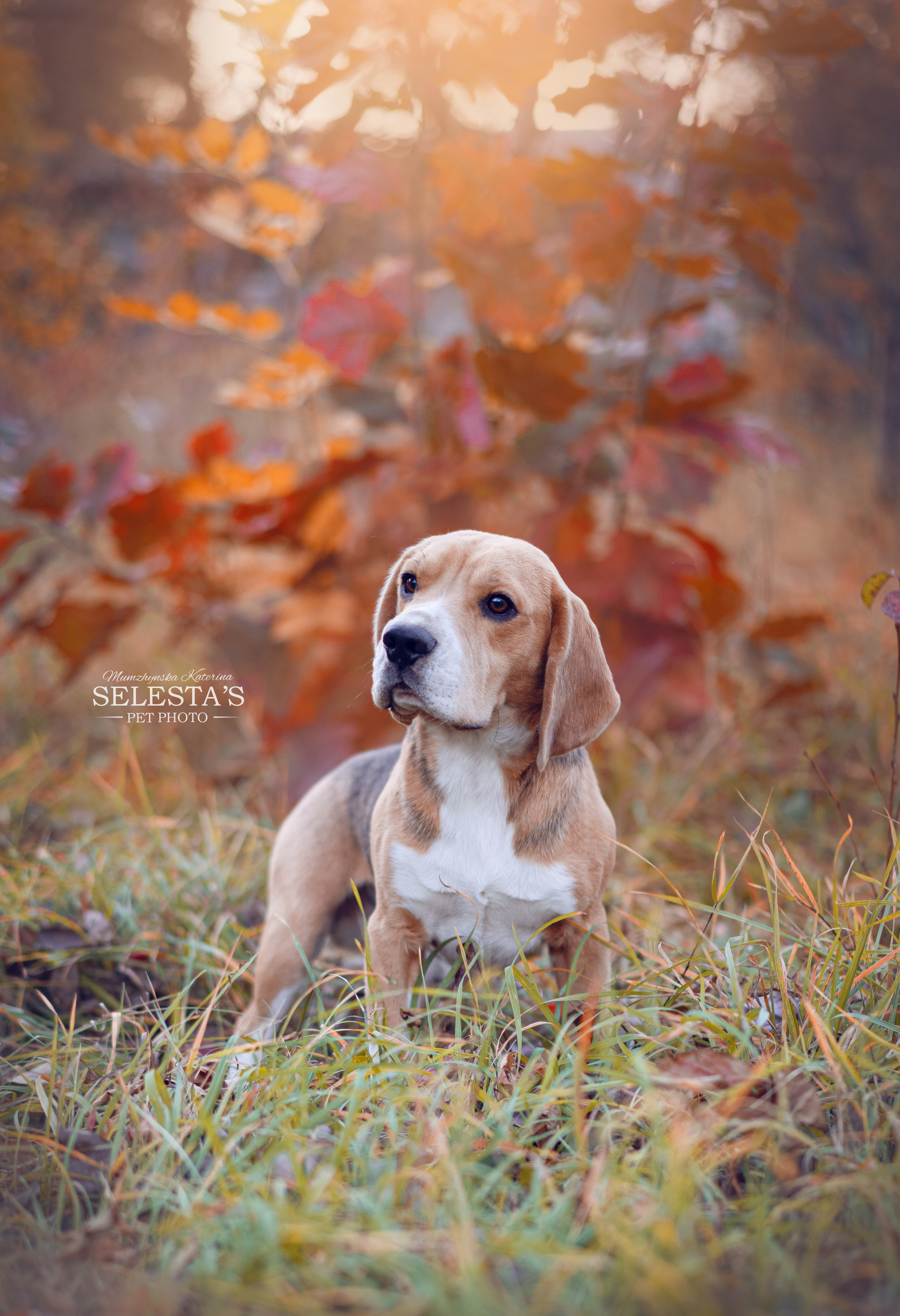 Ерик. Розплідник біглей в Україні