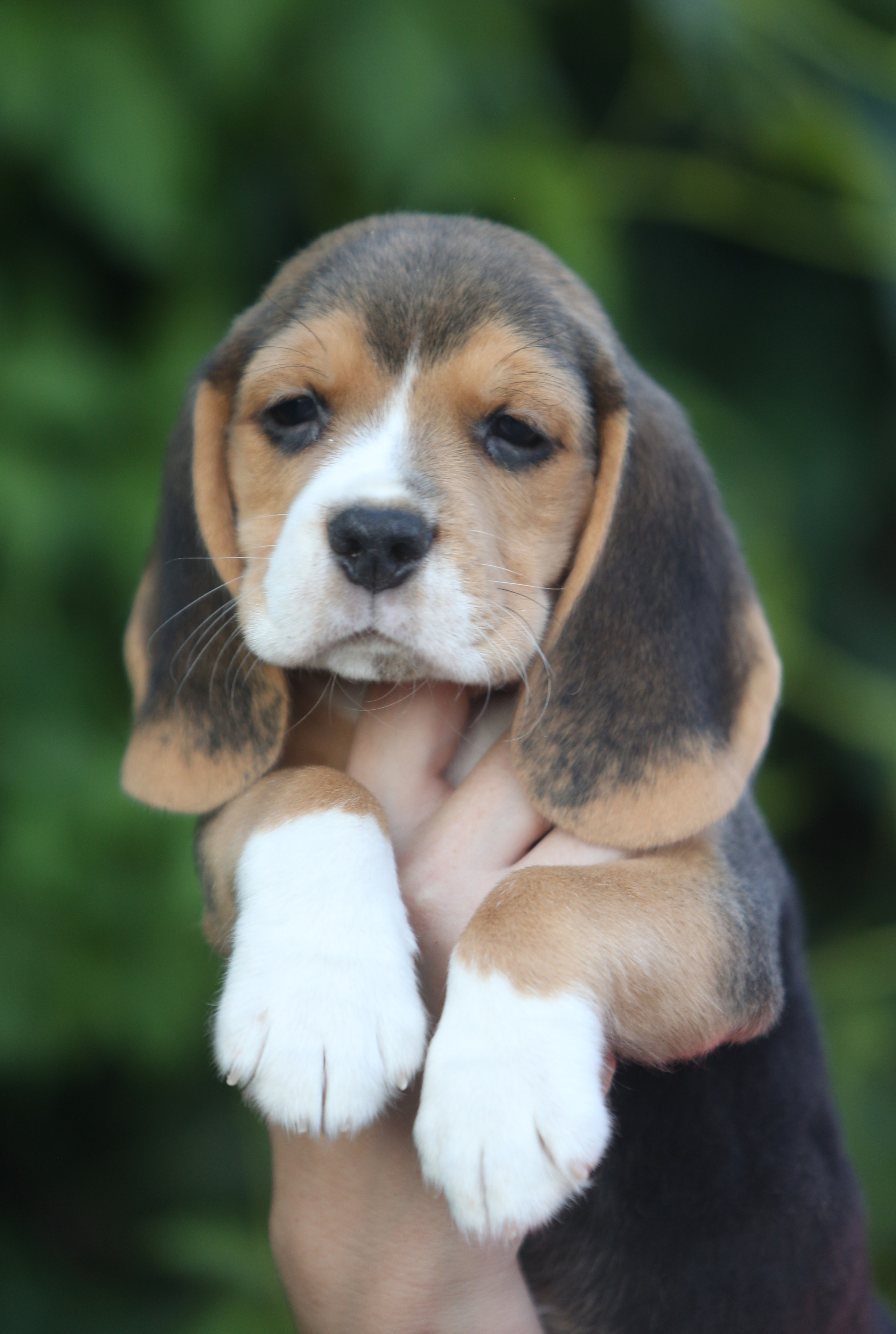 Латте и Принц. Питомник биглей Selesta’s Dreams