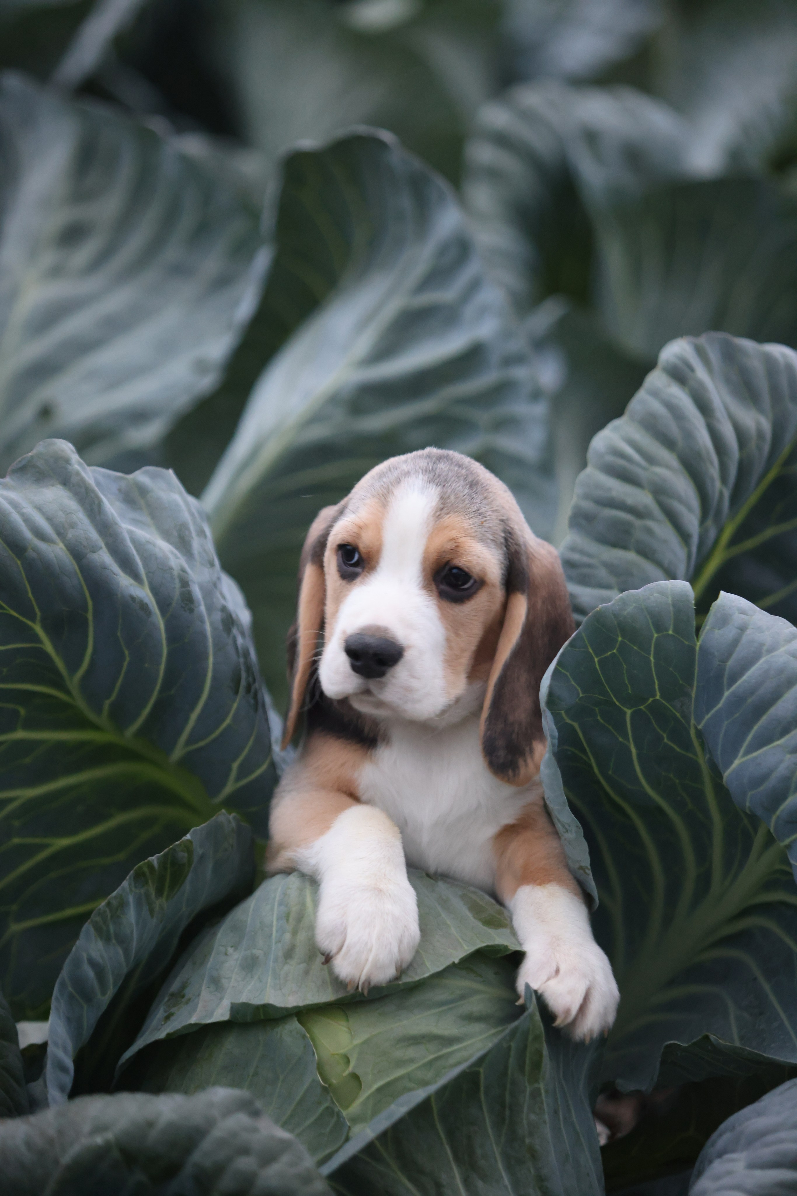 Приплод U. Розплідник біглей в Україні