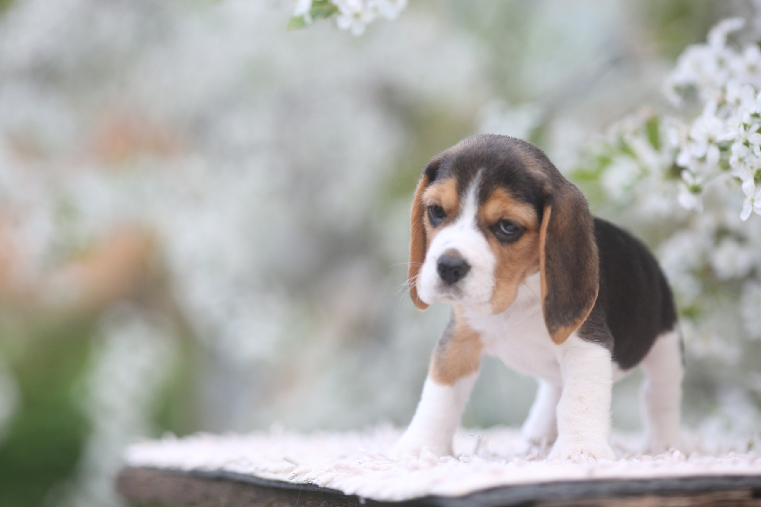 Litter T. Розплідник біглей в Україні
