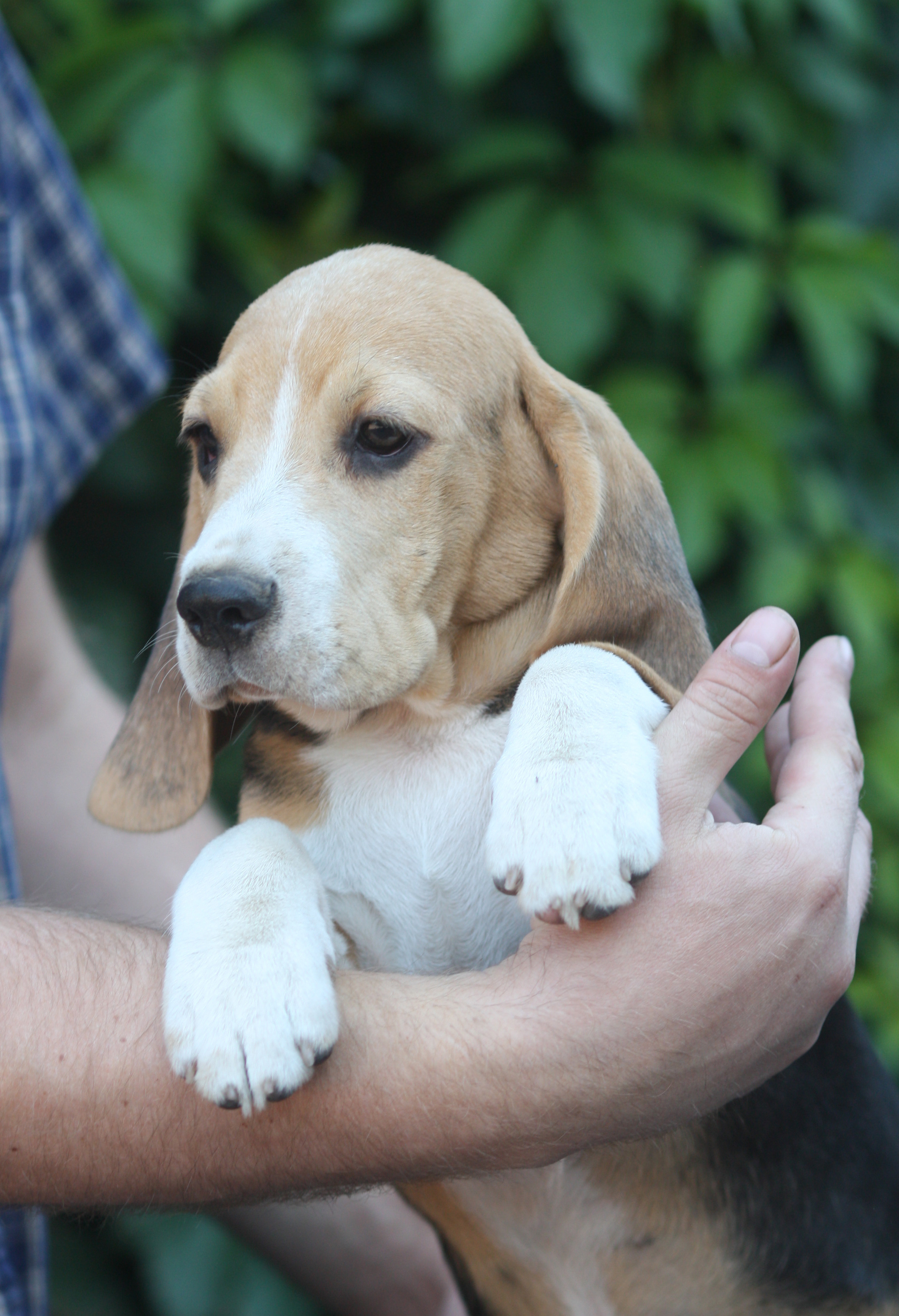 Латте и Принц. Питомник биглей Selesta’s Dreams