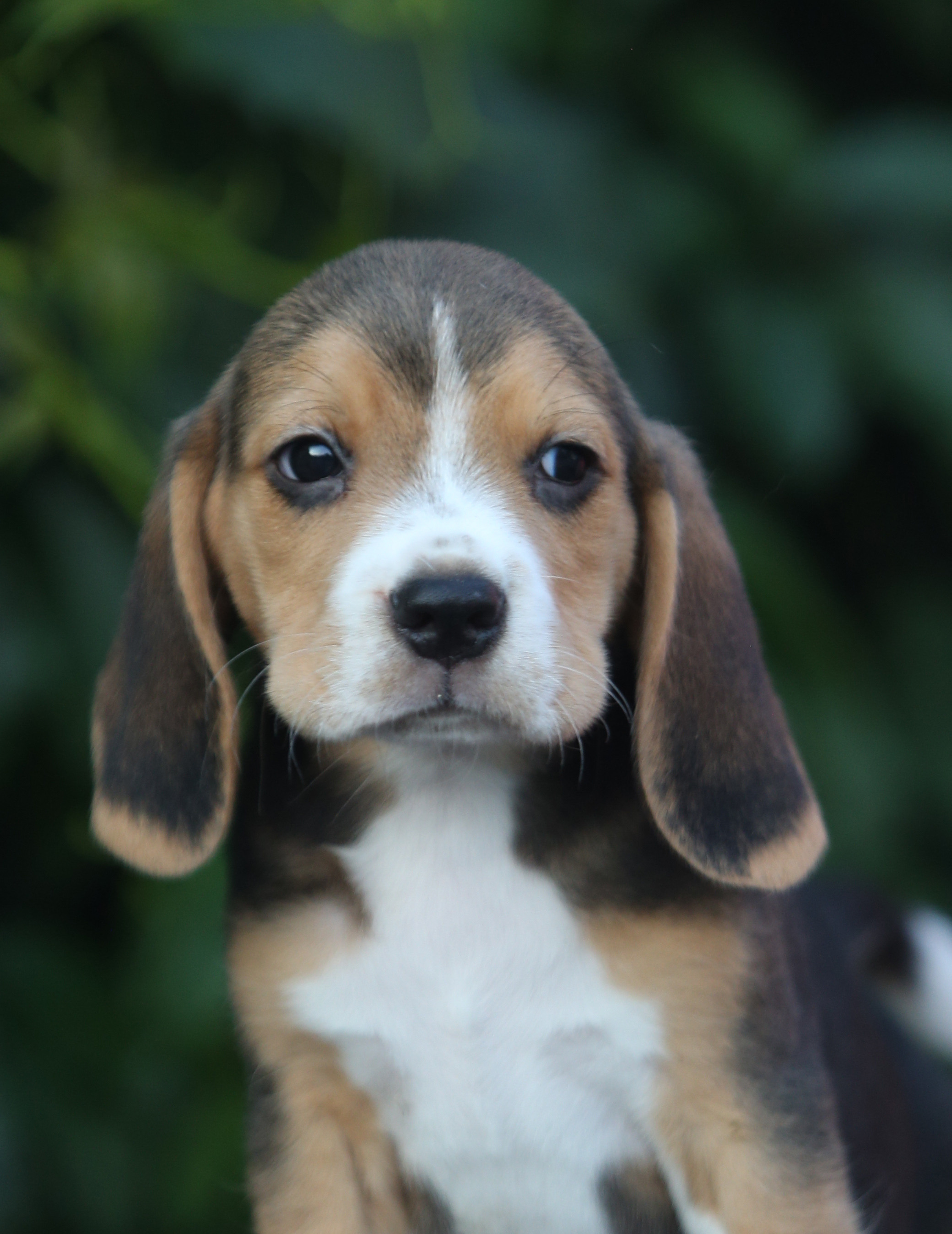 Латте и Принц. Питомник биглей Selesta’s Dreams