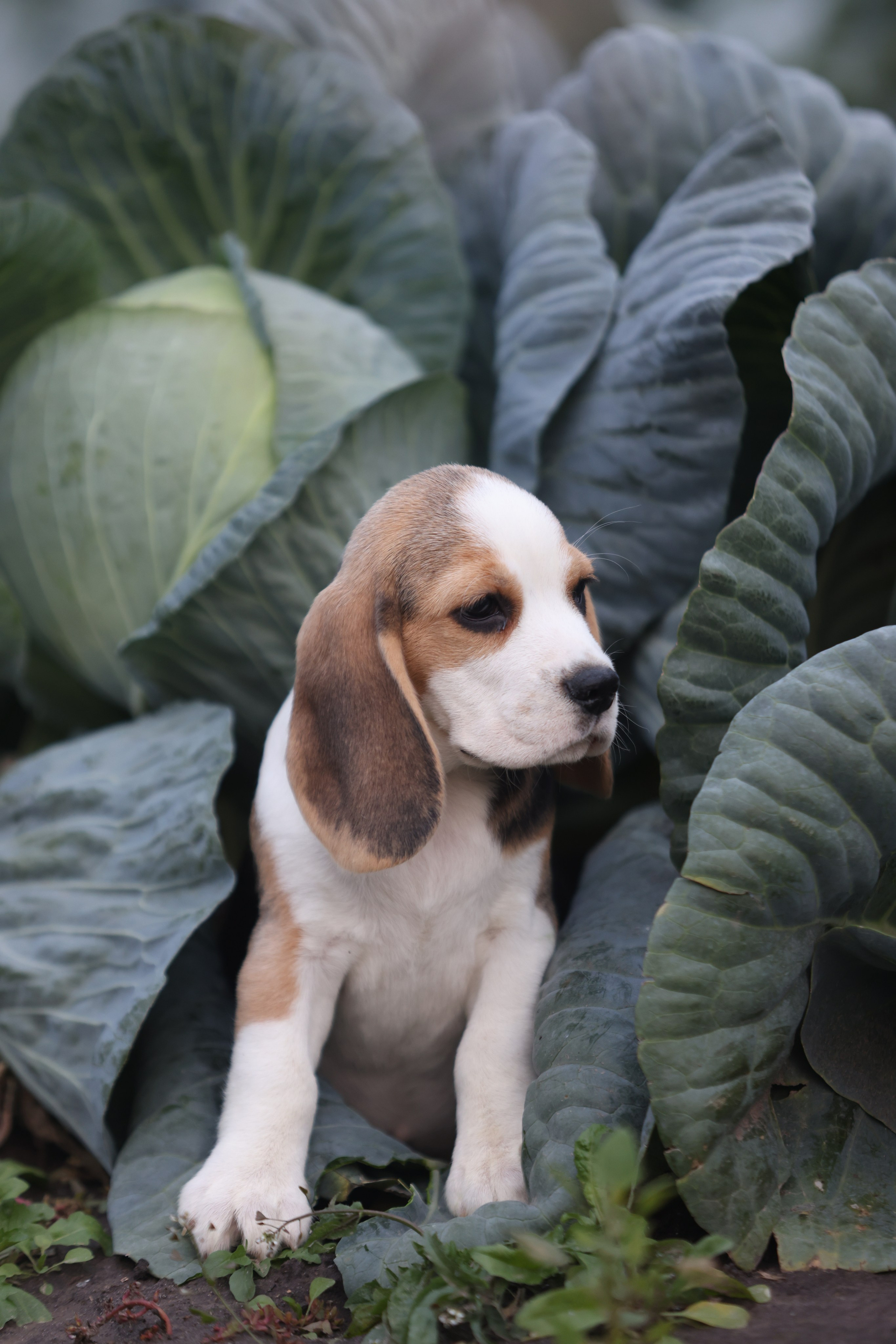 Приплод U. Розплідник біглей в Україні