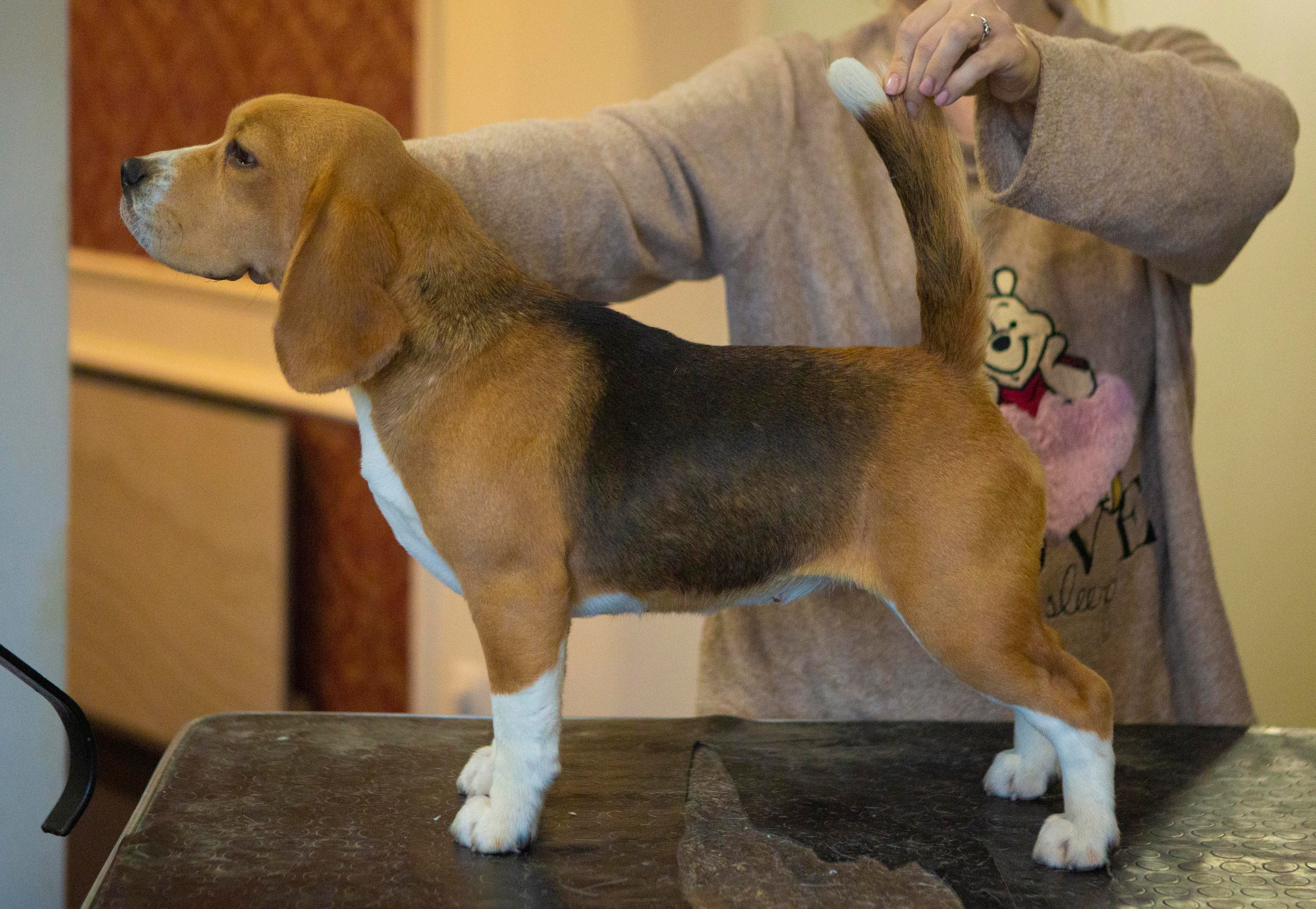 Інфінінті. Розплідник біглей в Україні