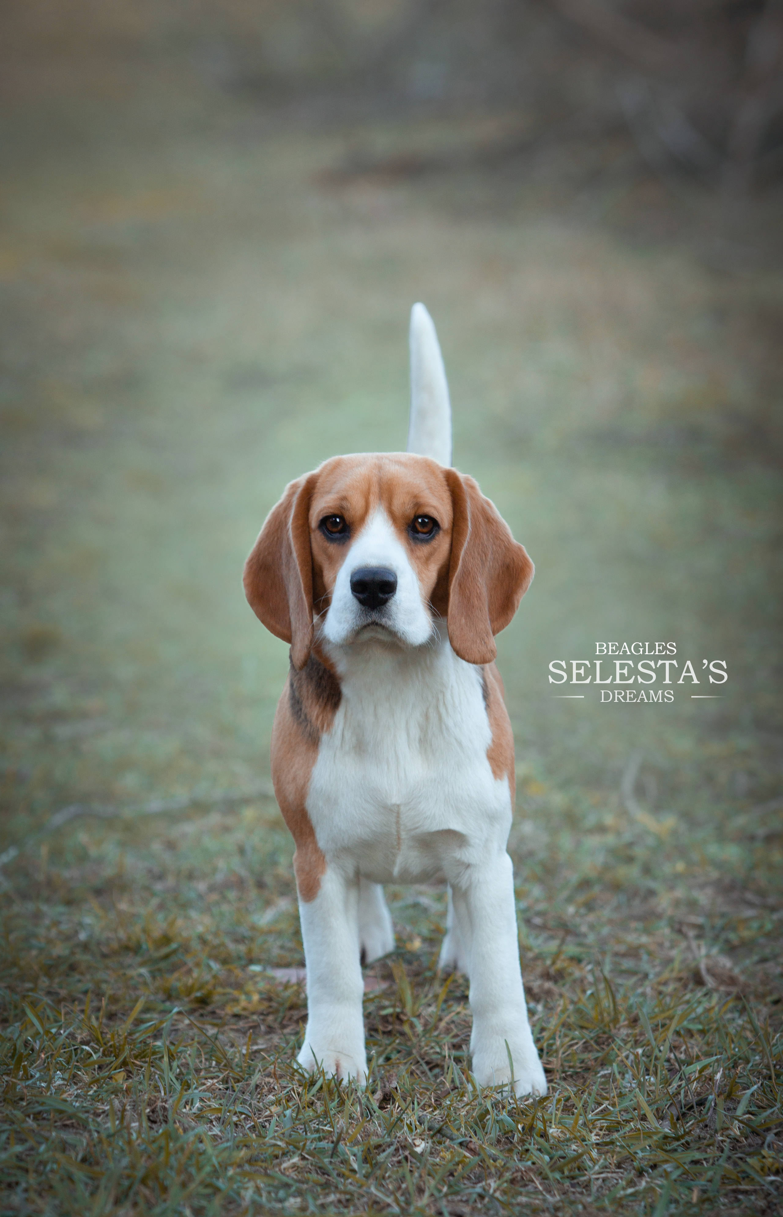 Wella. Питомник биглей Selesta’s Dreams