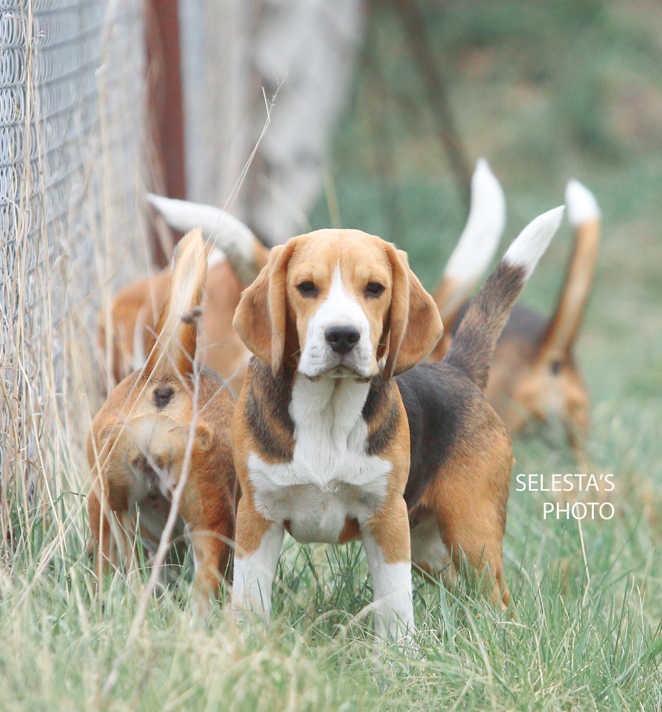 Ксандер. Розплідник біглей в Україні
