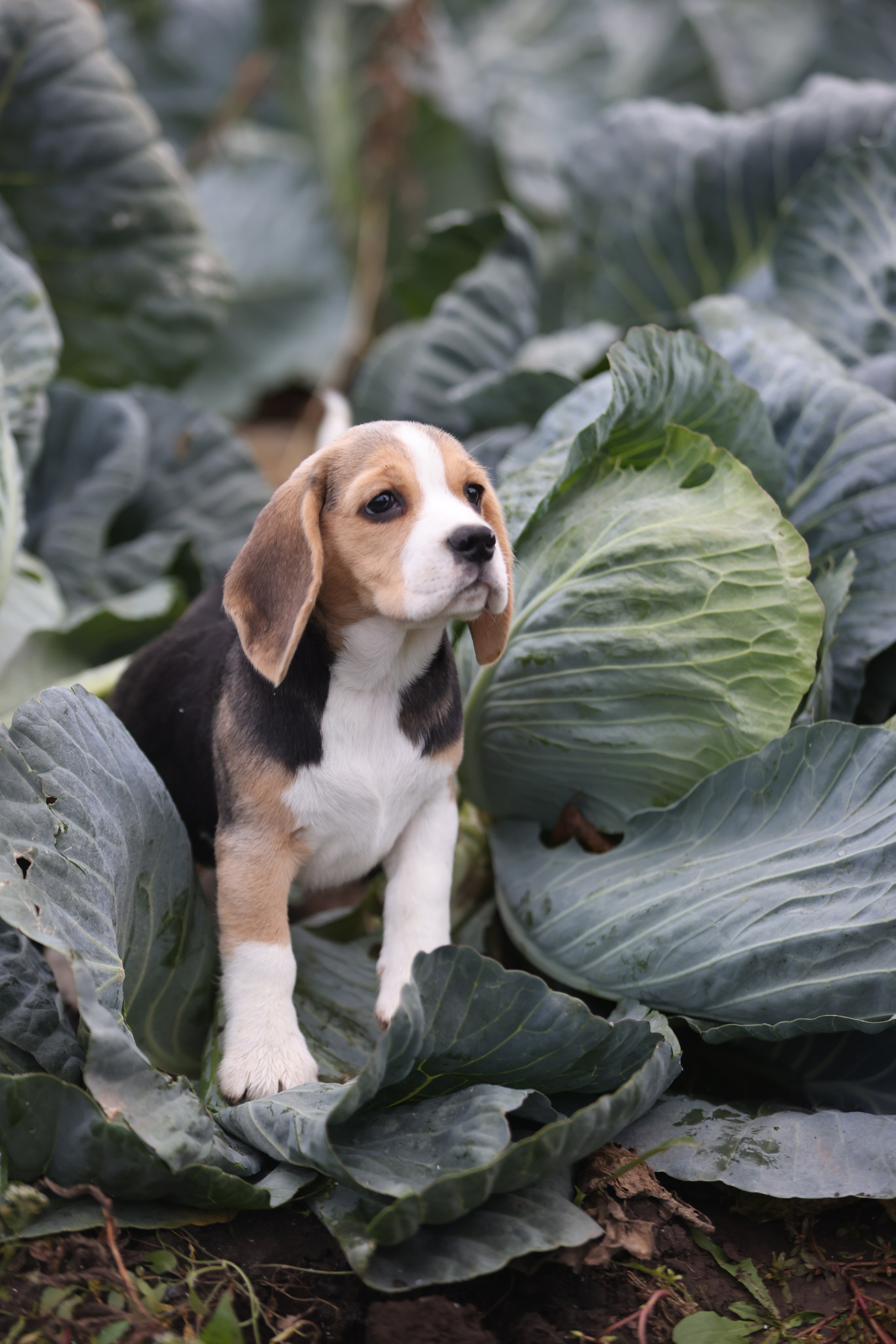 Приплод U. Розплідник біглей в Україні