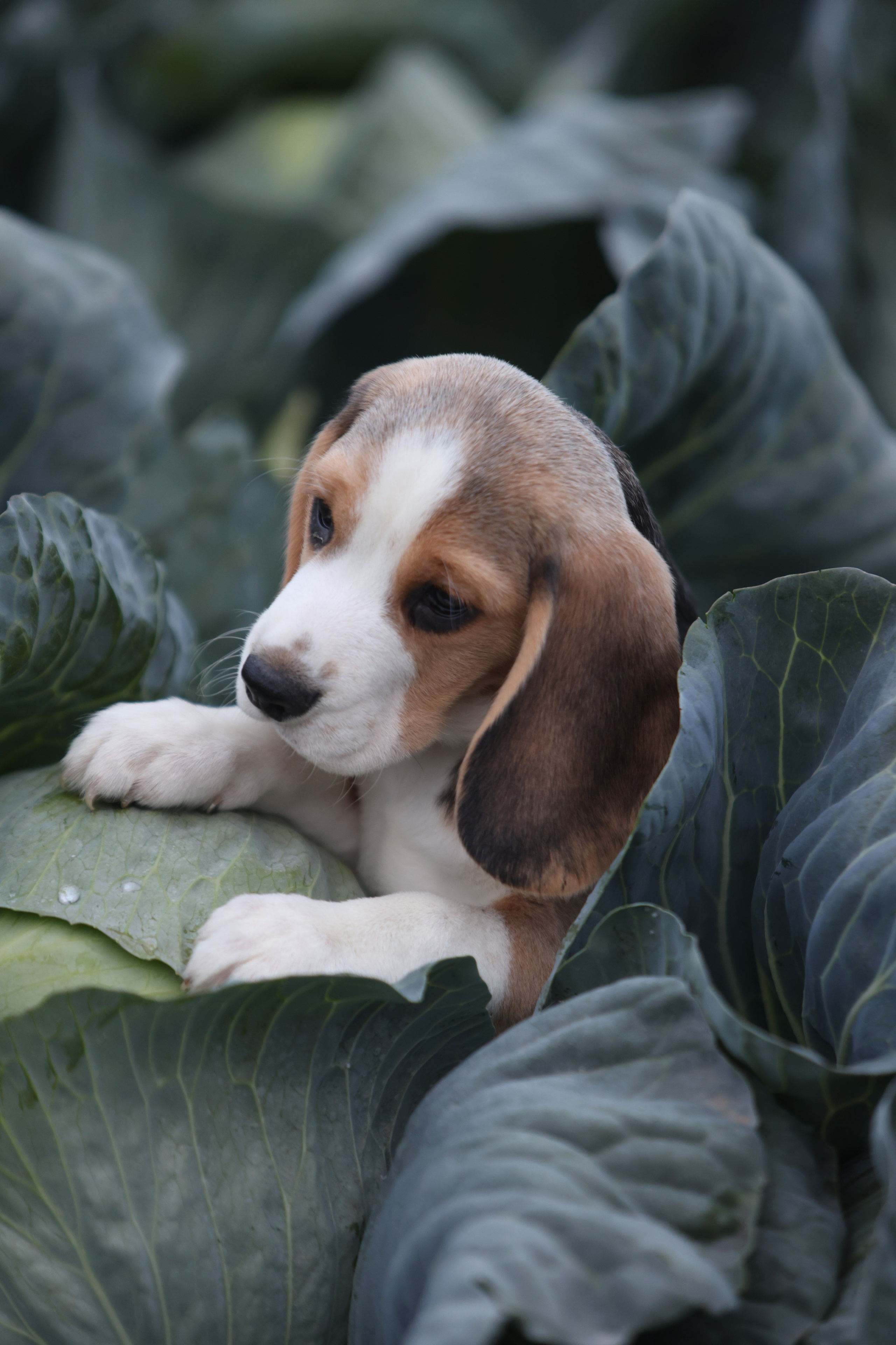 Приплод U. Розплідник біглей в Україні
