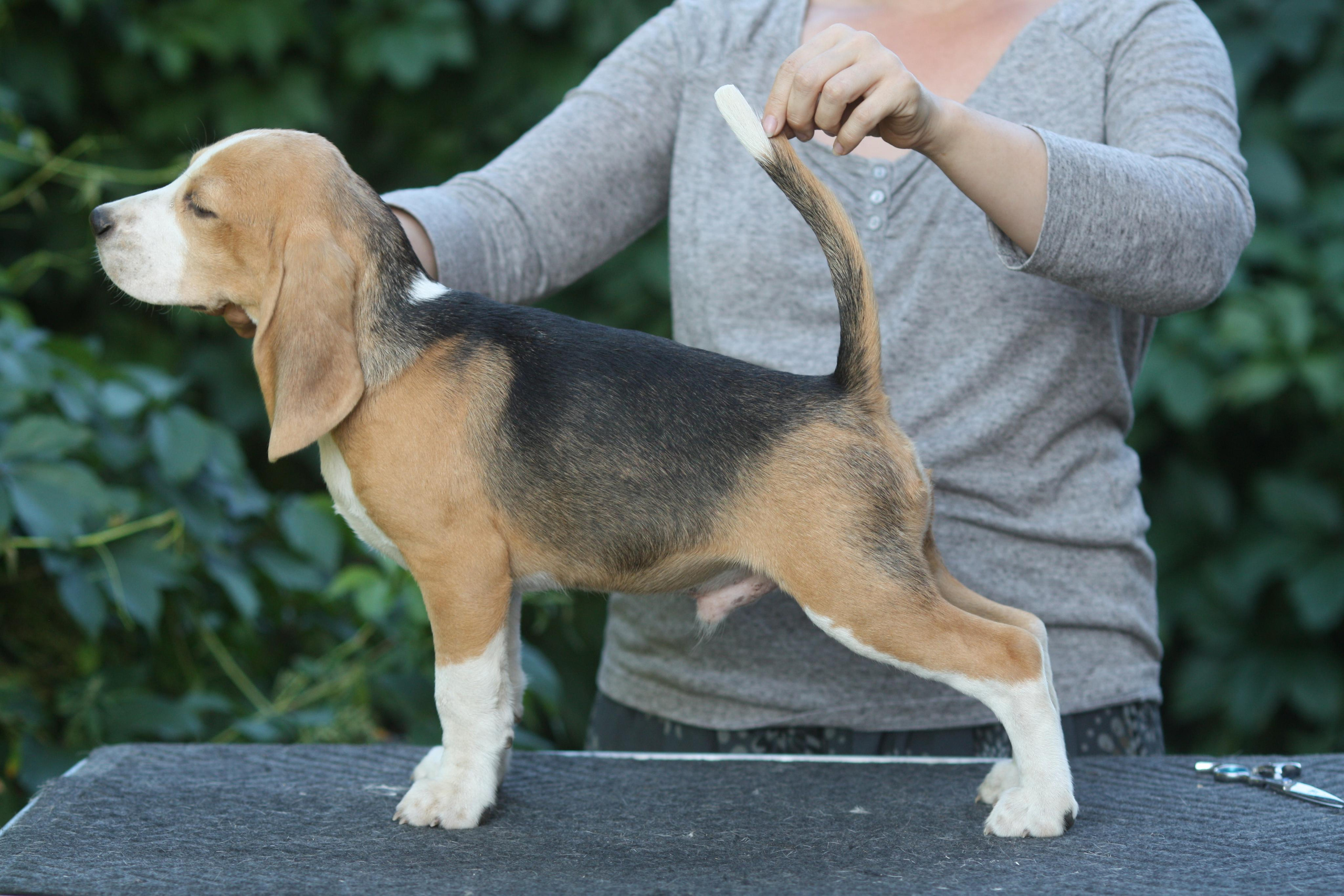 Леста и Єрик. Питомник биглей Selesta’s Dreams