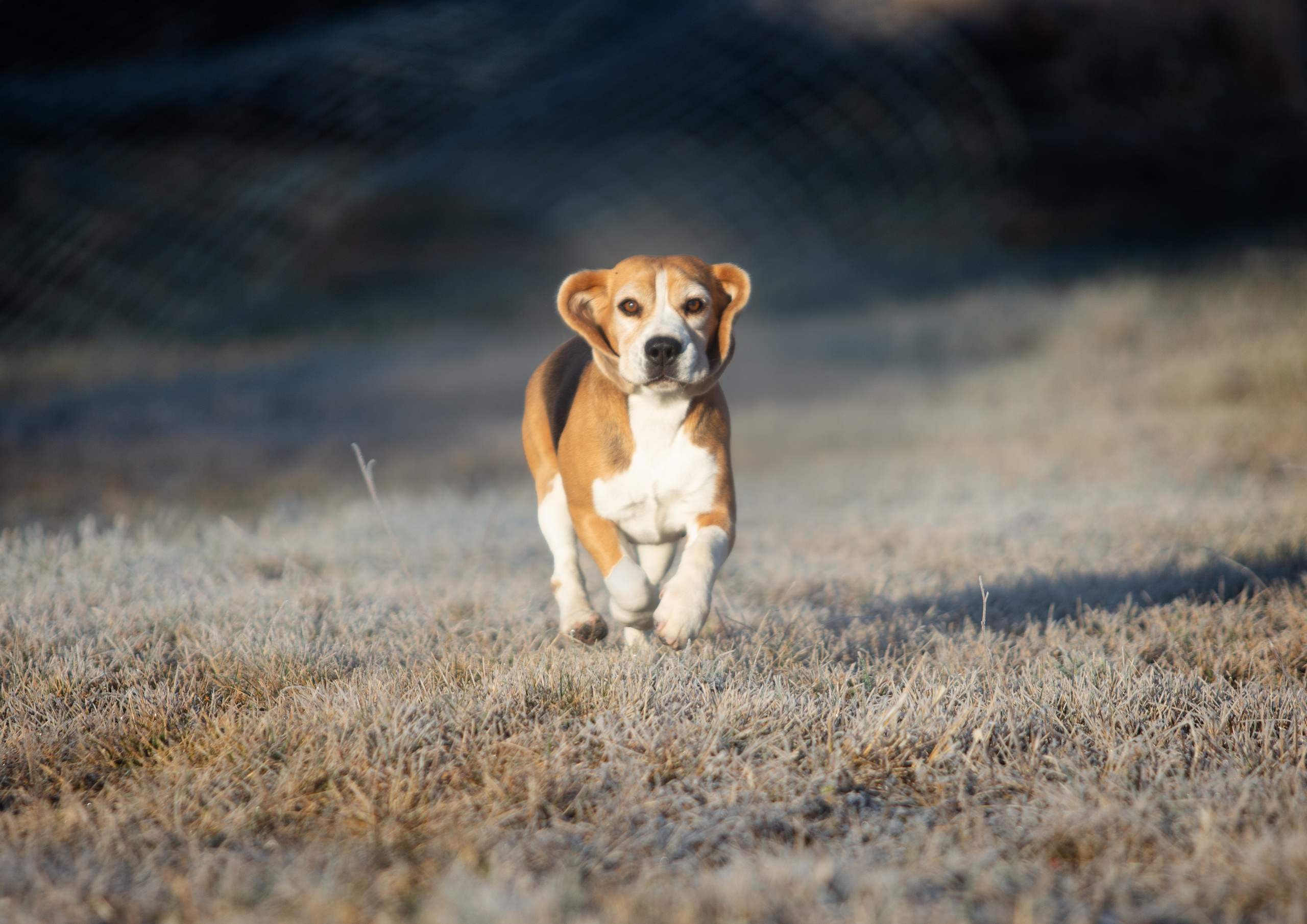 Тула. Питомник биглей Selesta’s Dreams
