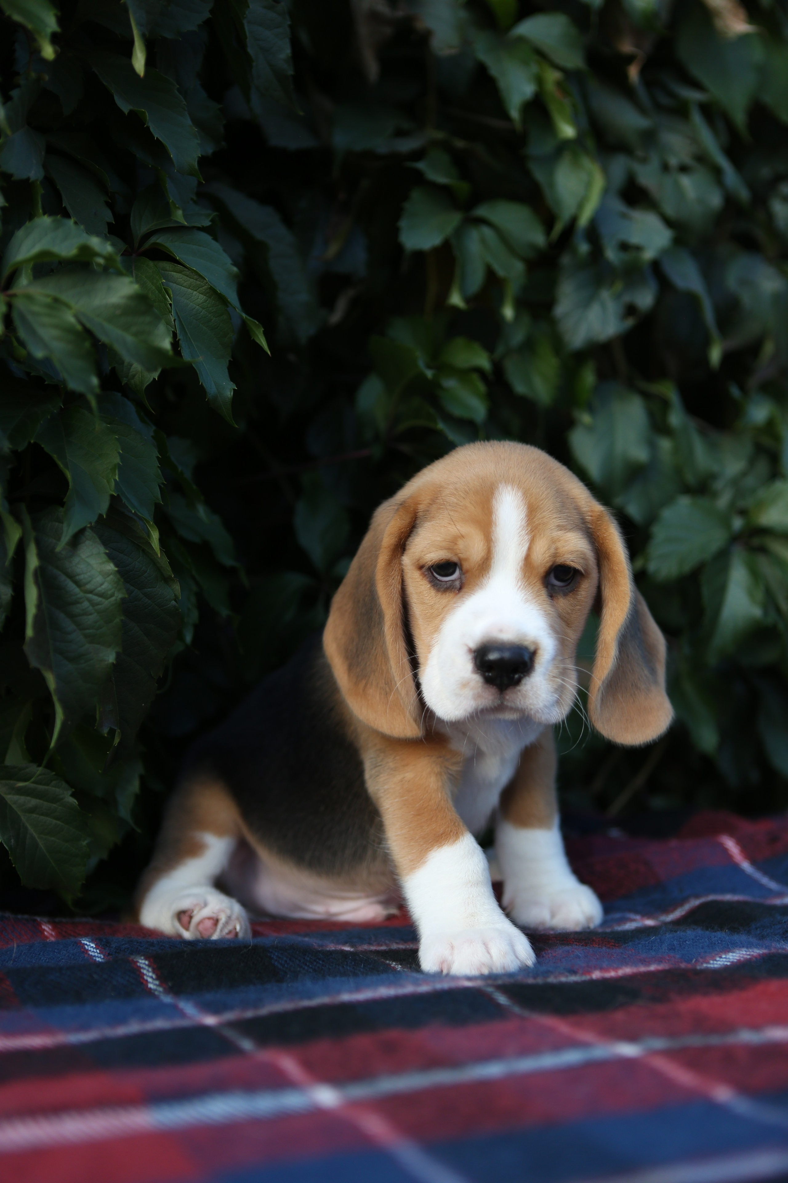 Кофе. Питомник биглей Selesta’s Dreams