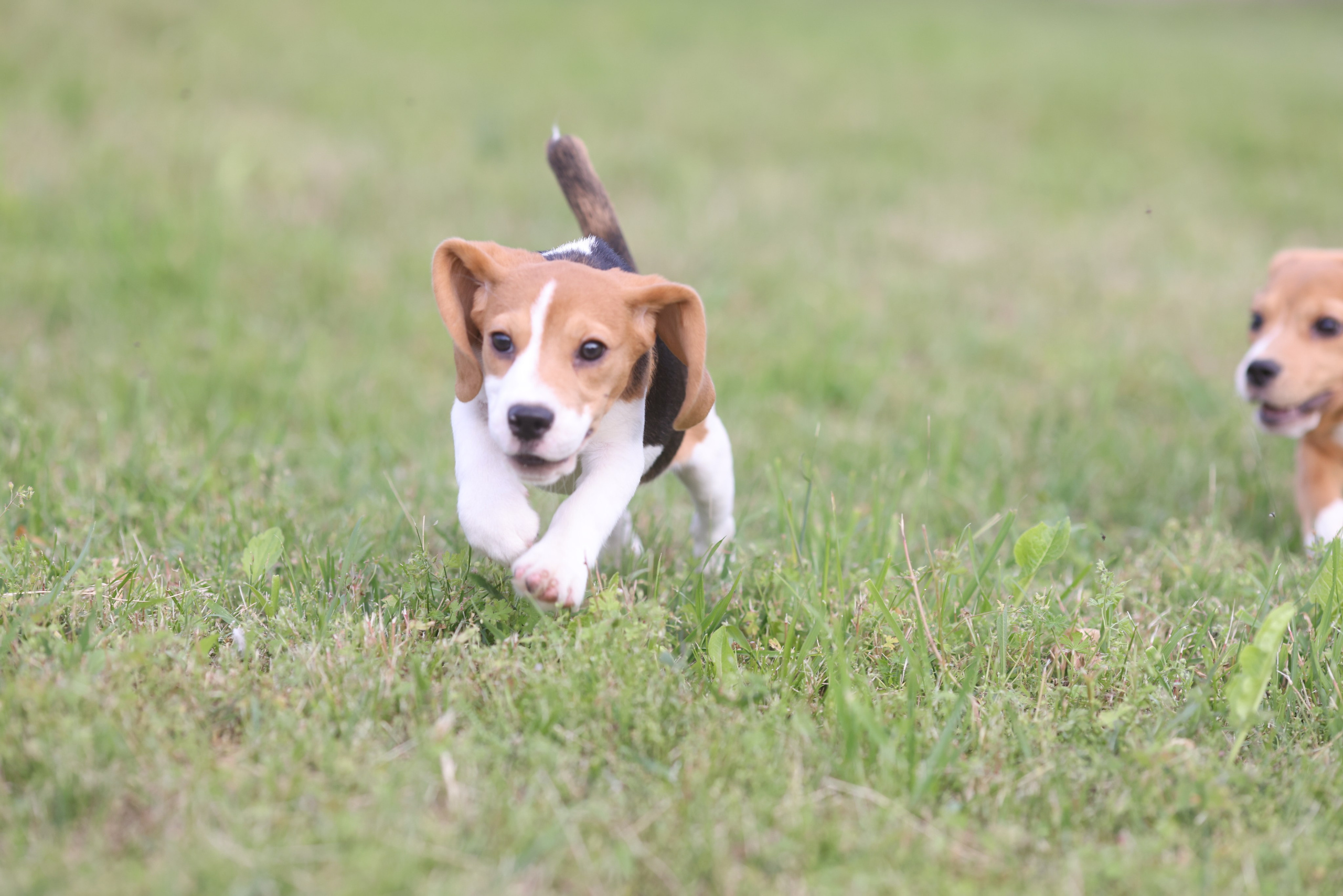 Litter T. Розплідник біглей в Україні