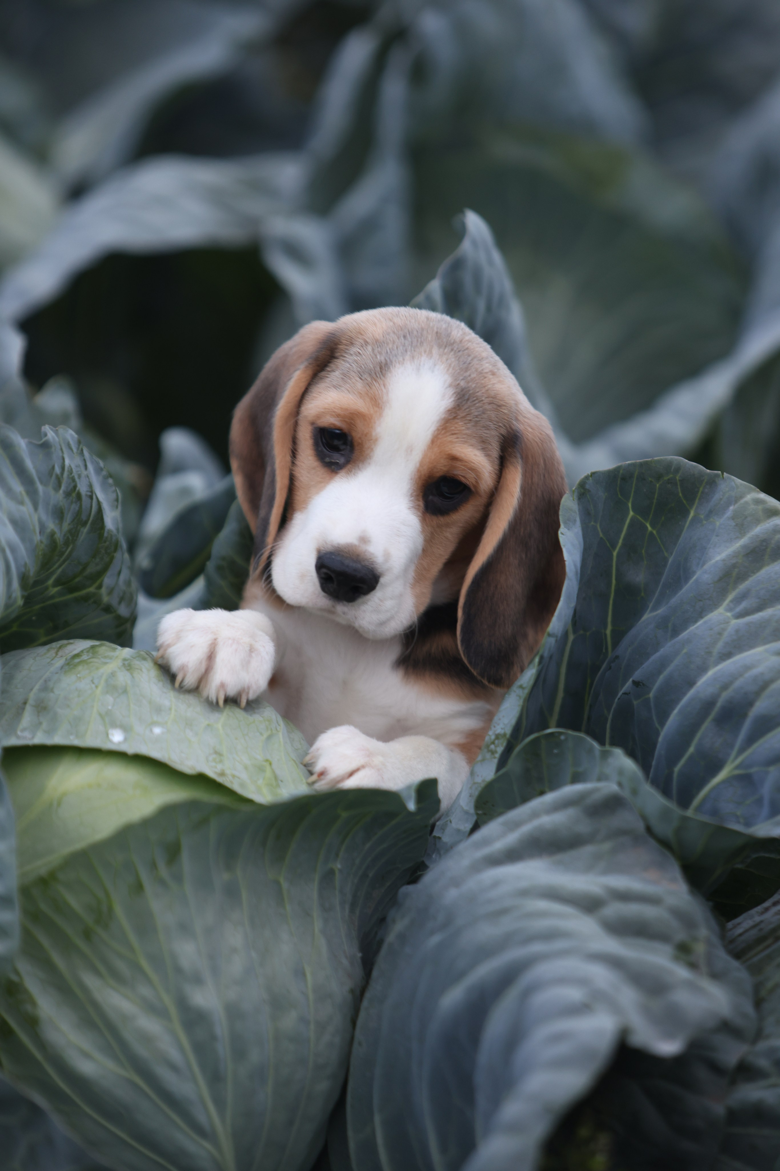 Приплод U. Розплідник біглей в Україні