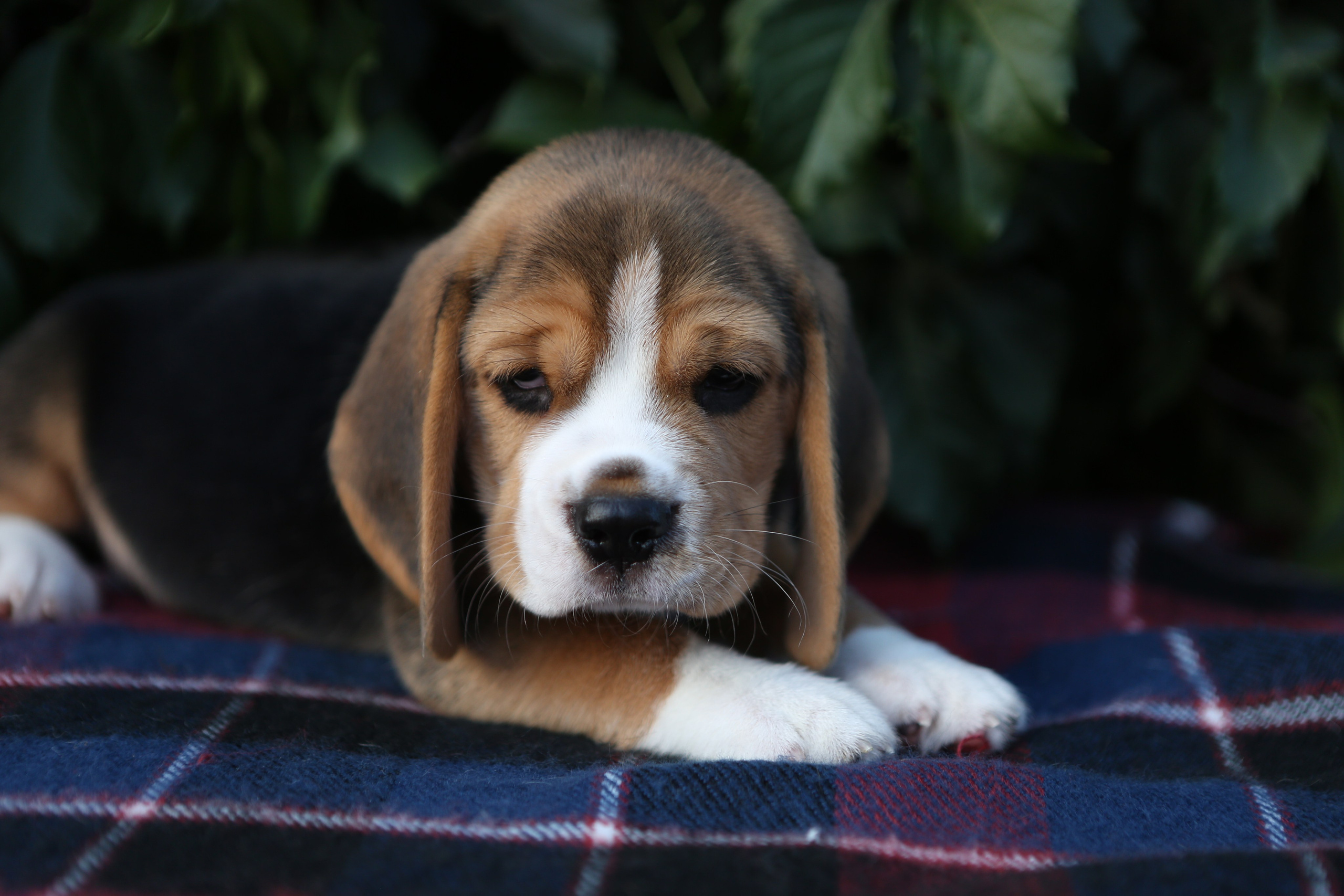 Жан. Розплідник біглей в Україні