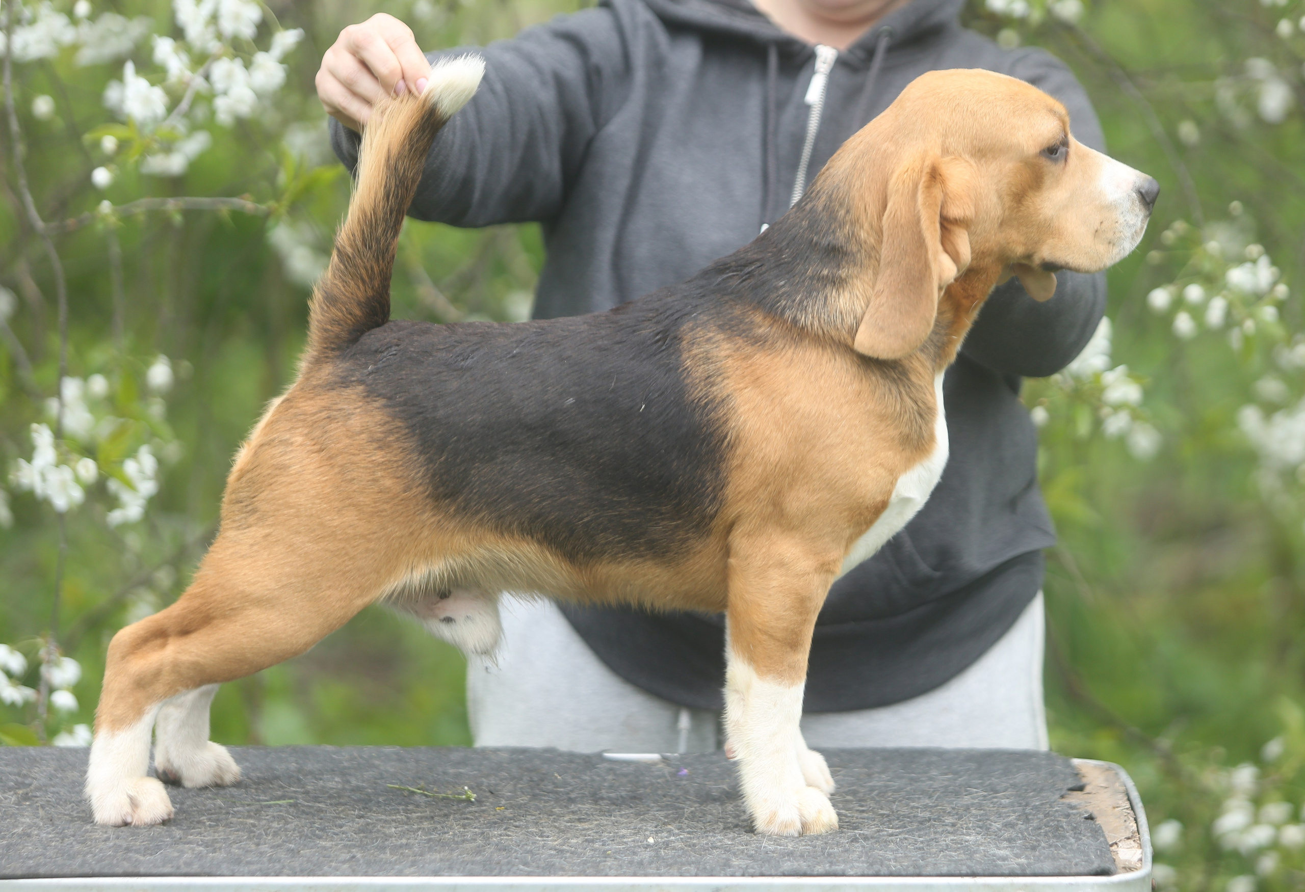 SD Incredible me. Розплідник біглей в Україні