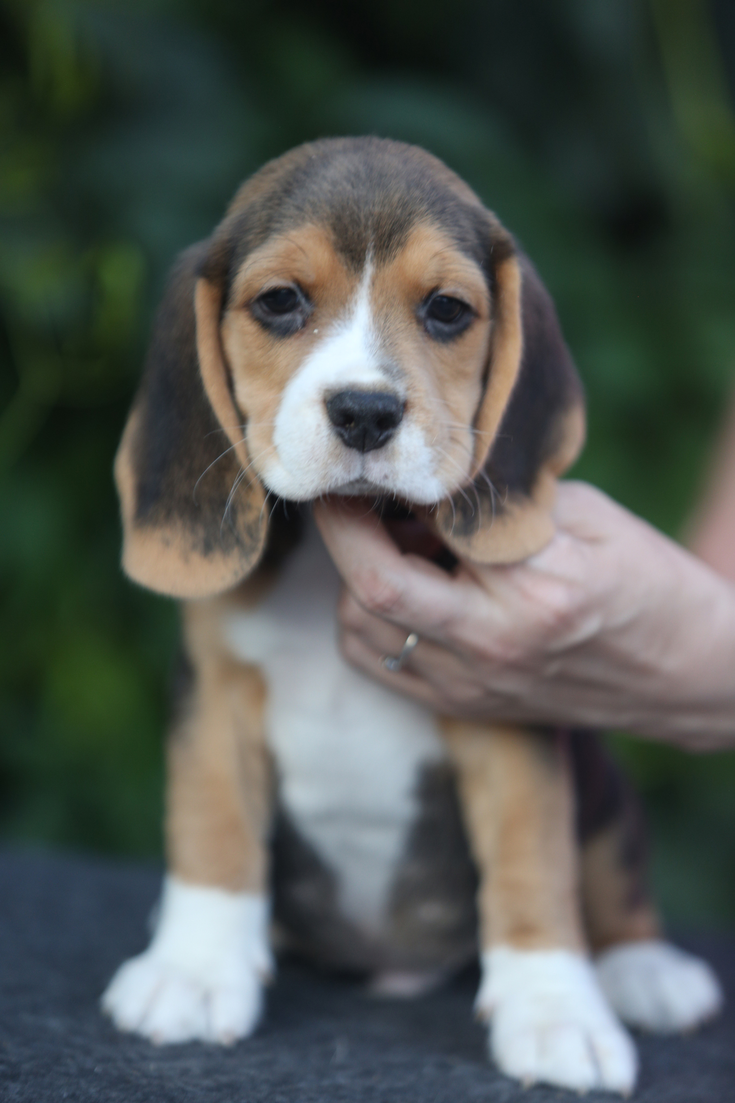 Латте и Принц. Питомник биглей Selesta’s Dreams