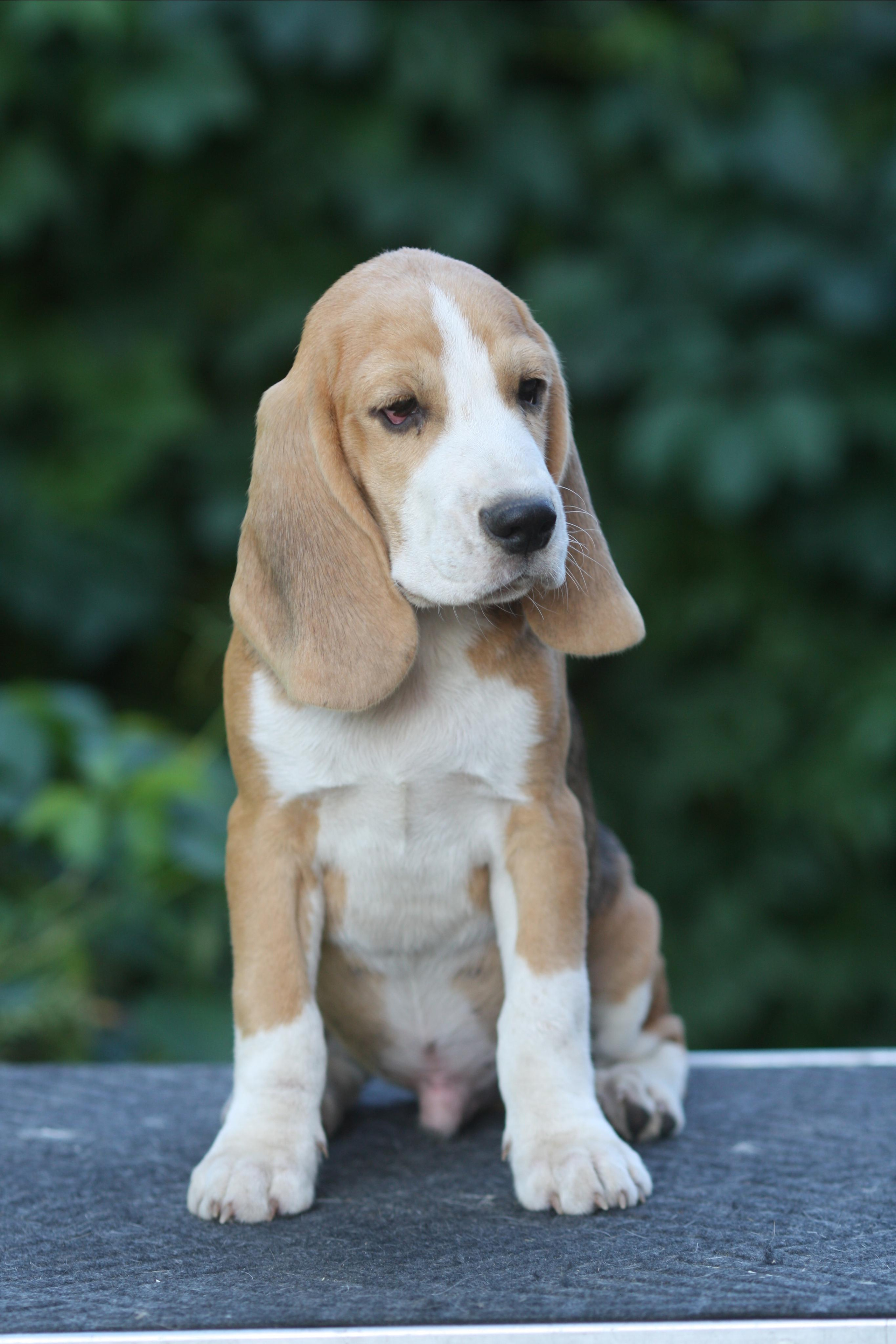 Леста и Єрик. Питомник биглей Selesta’s Dreams