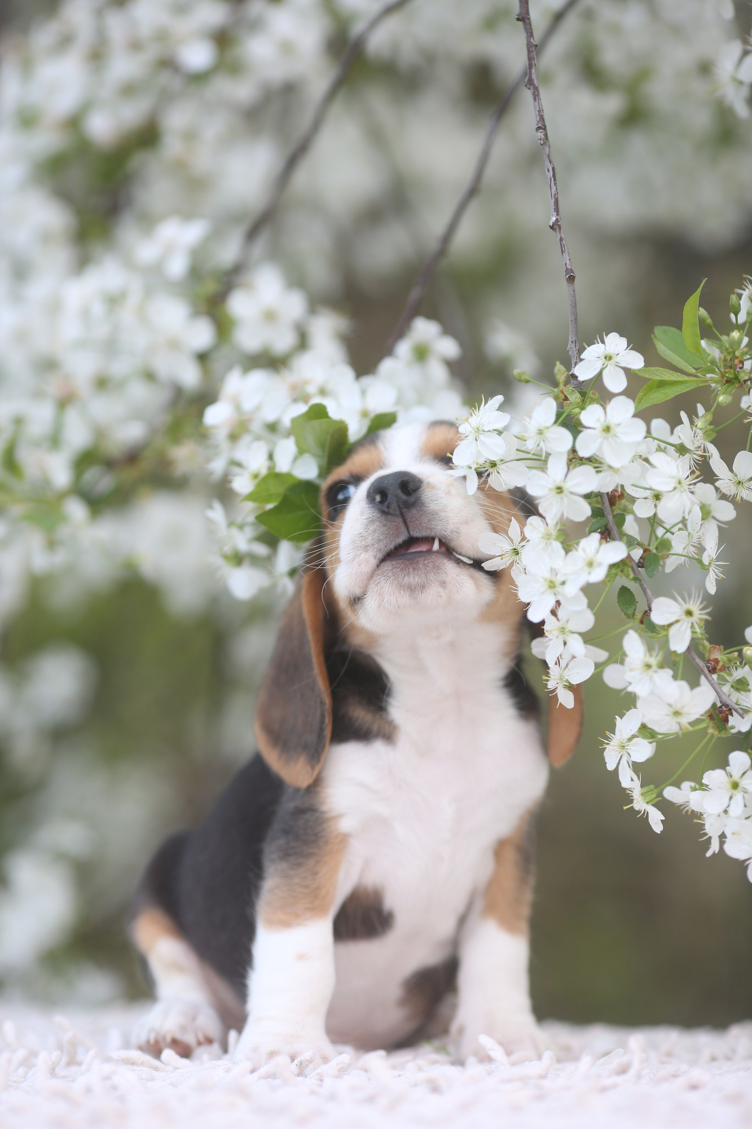 Litter T. Розплідник біглей в Україні